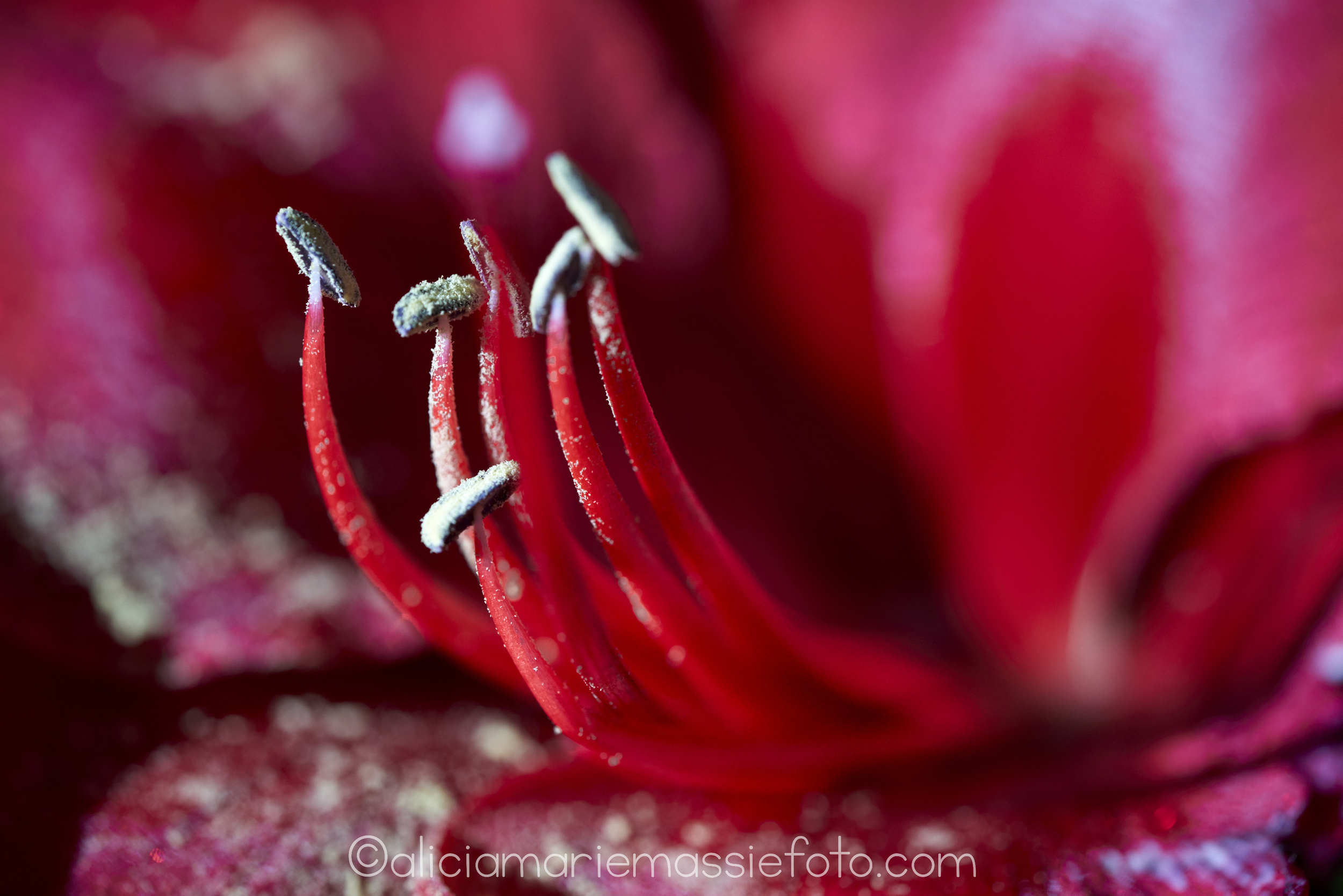 original photography by alicia marie massie, san diego california 