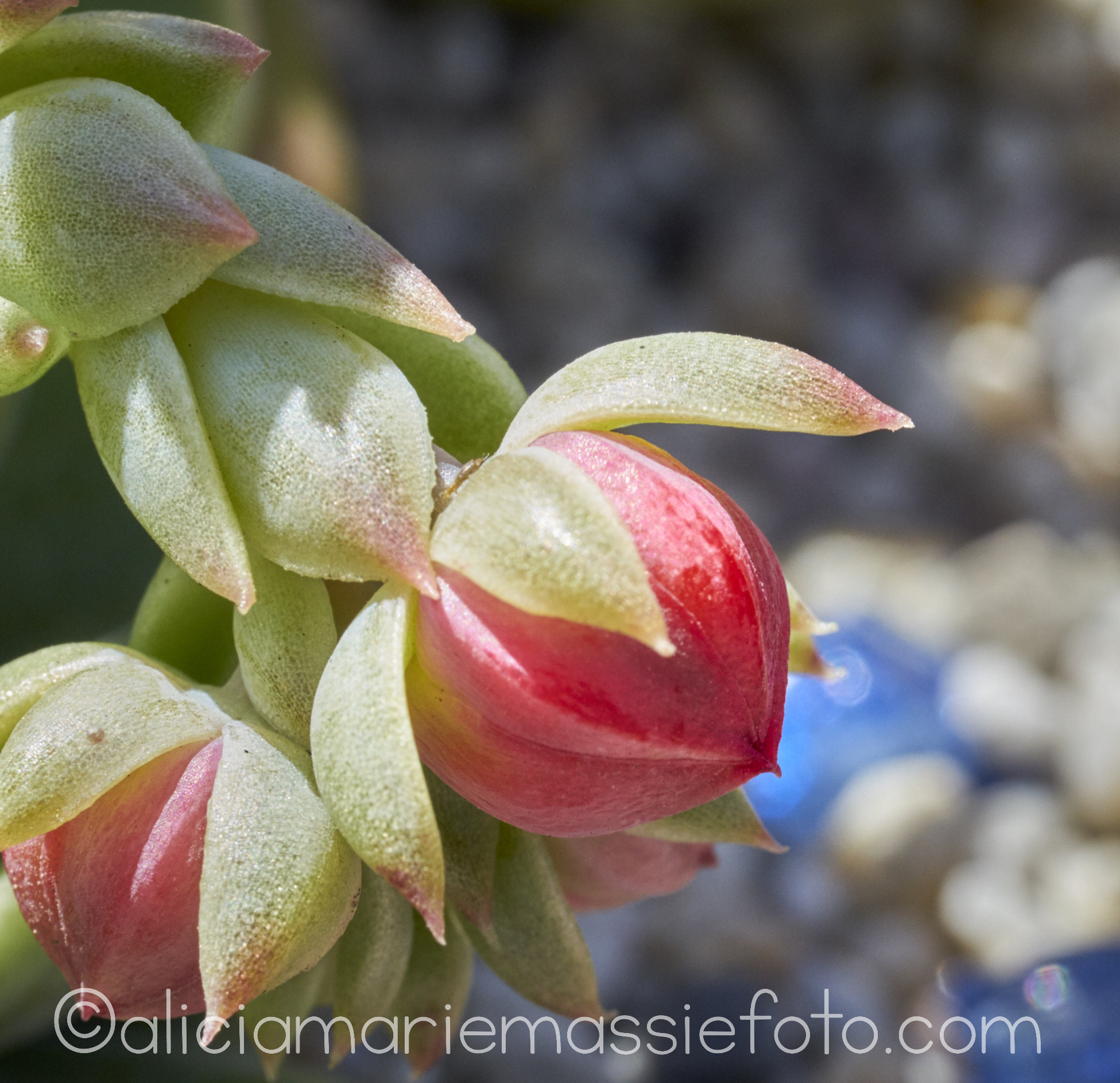  photography by alicia marie massie, san diego ca 