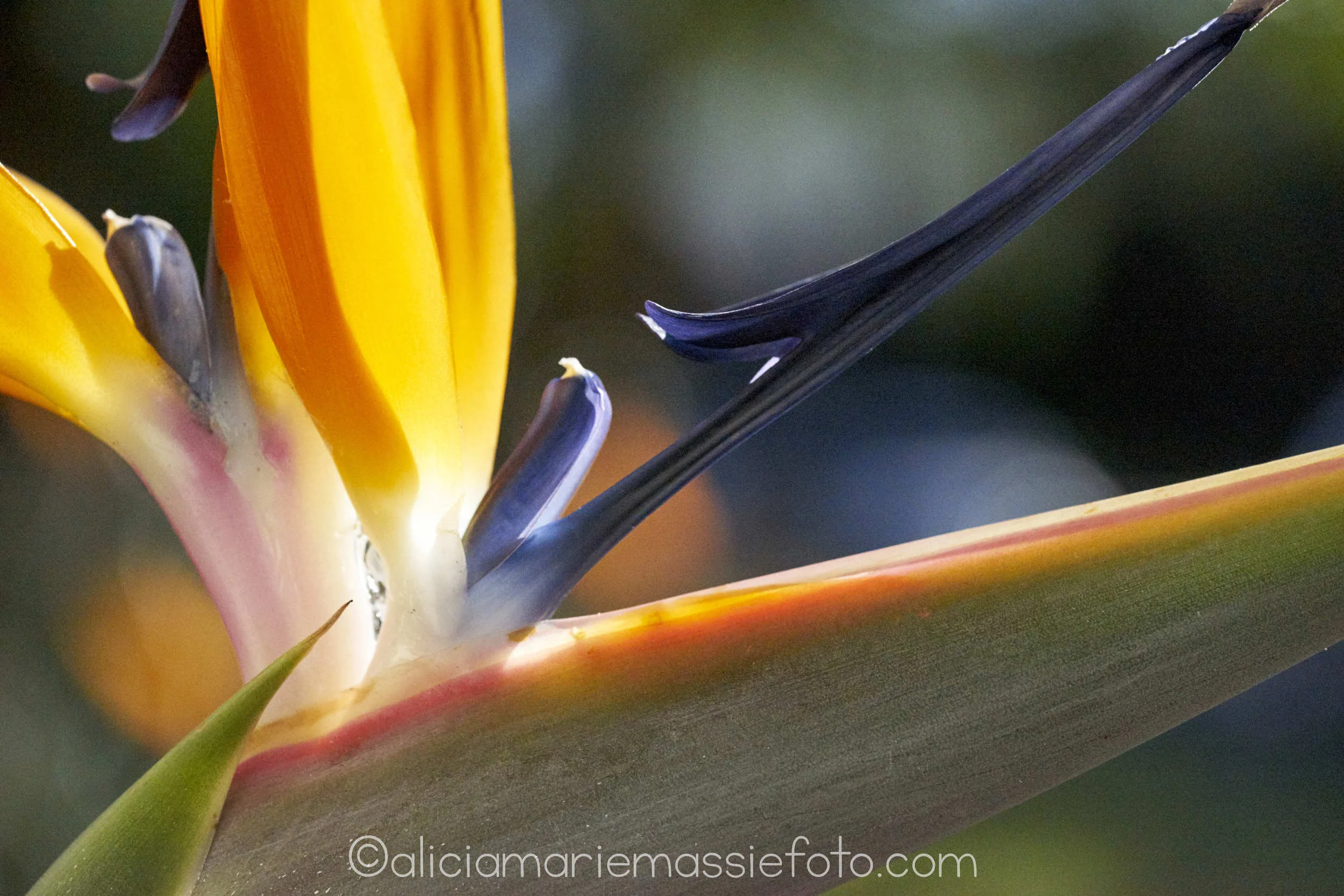  original photography by alicia marie massie, san diego california 