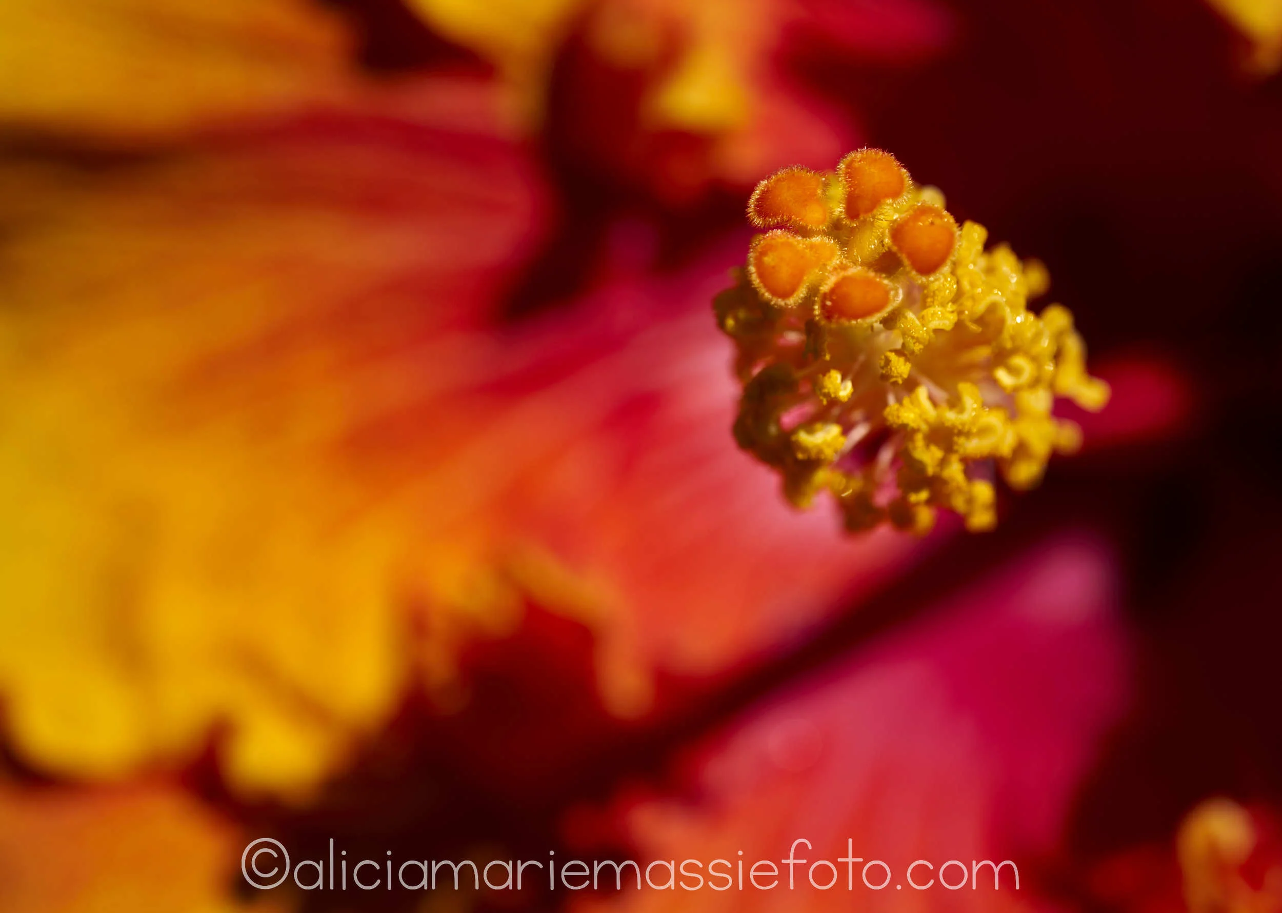  original photography by alicia marie massie, san diego california 