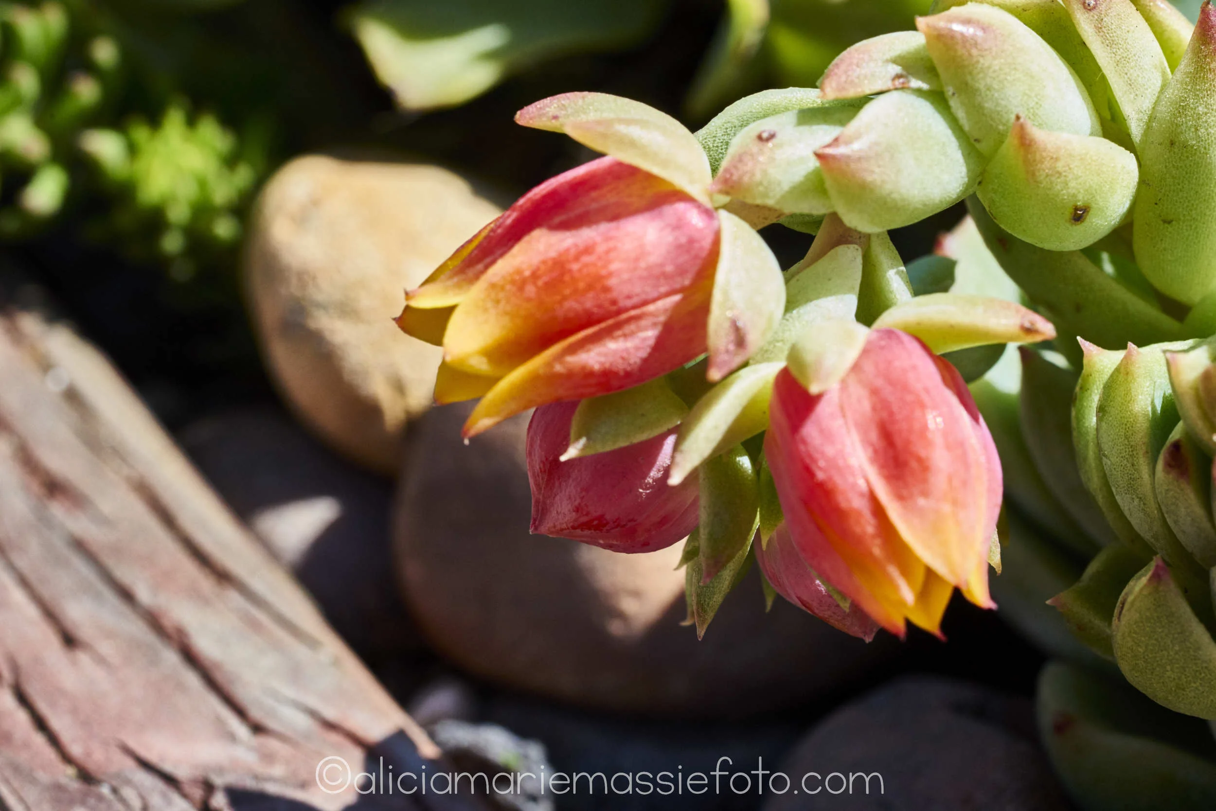  photography by alicia marie massie, san diego ca 