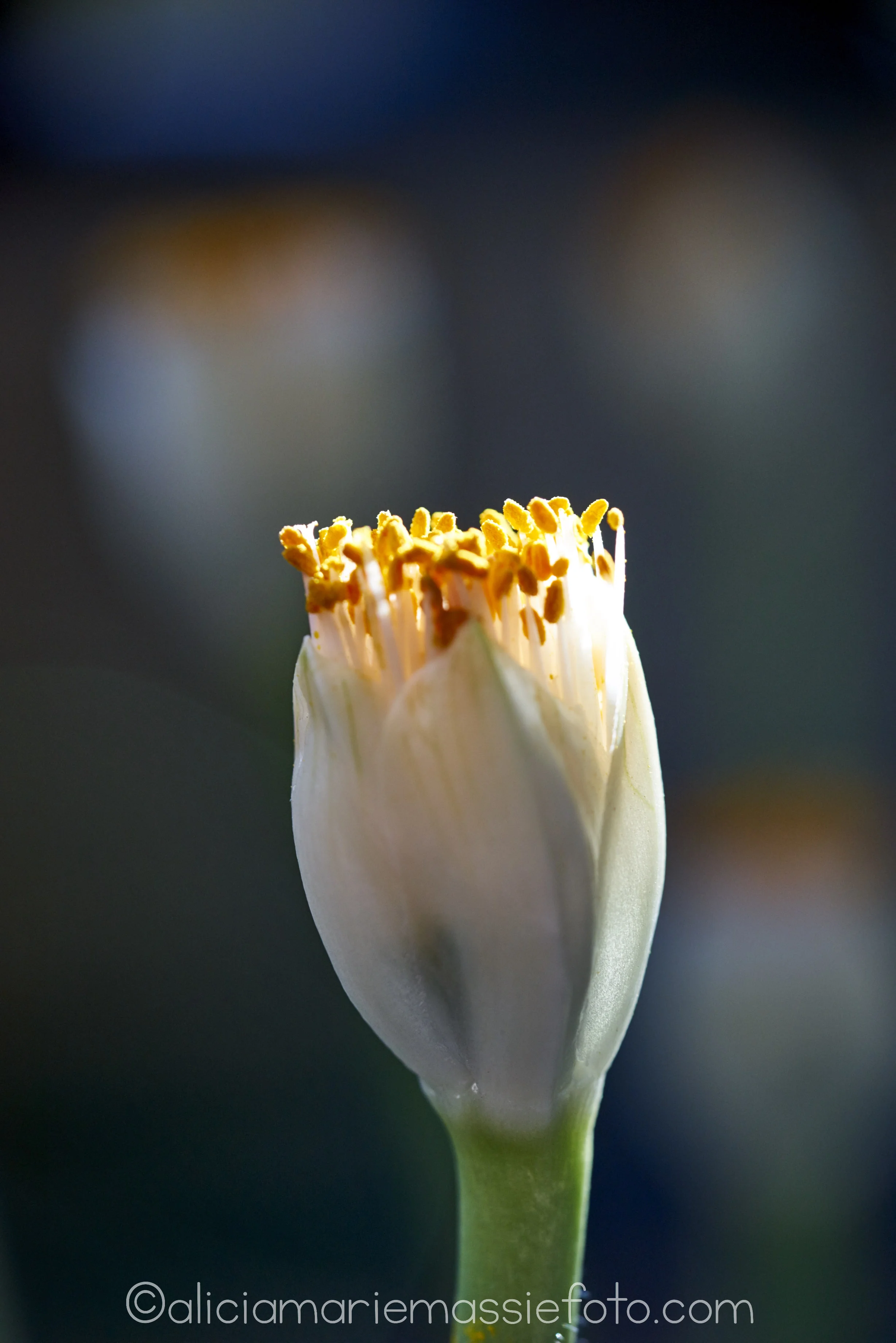  original photography by alicia marie massie, san diego california 