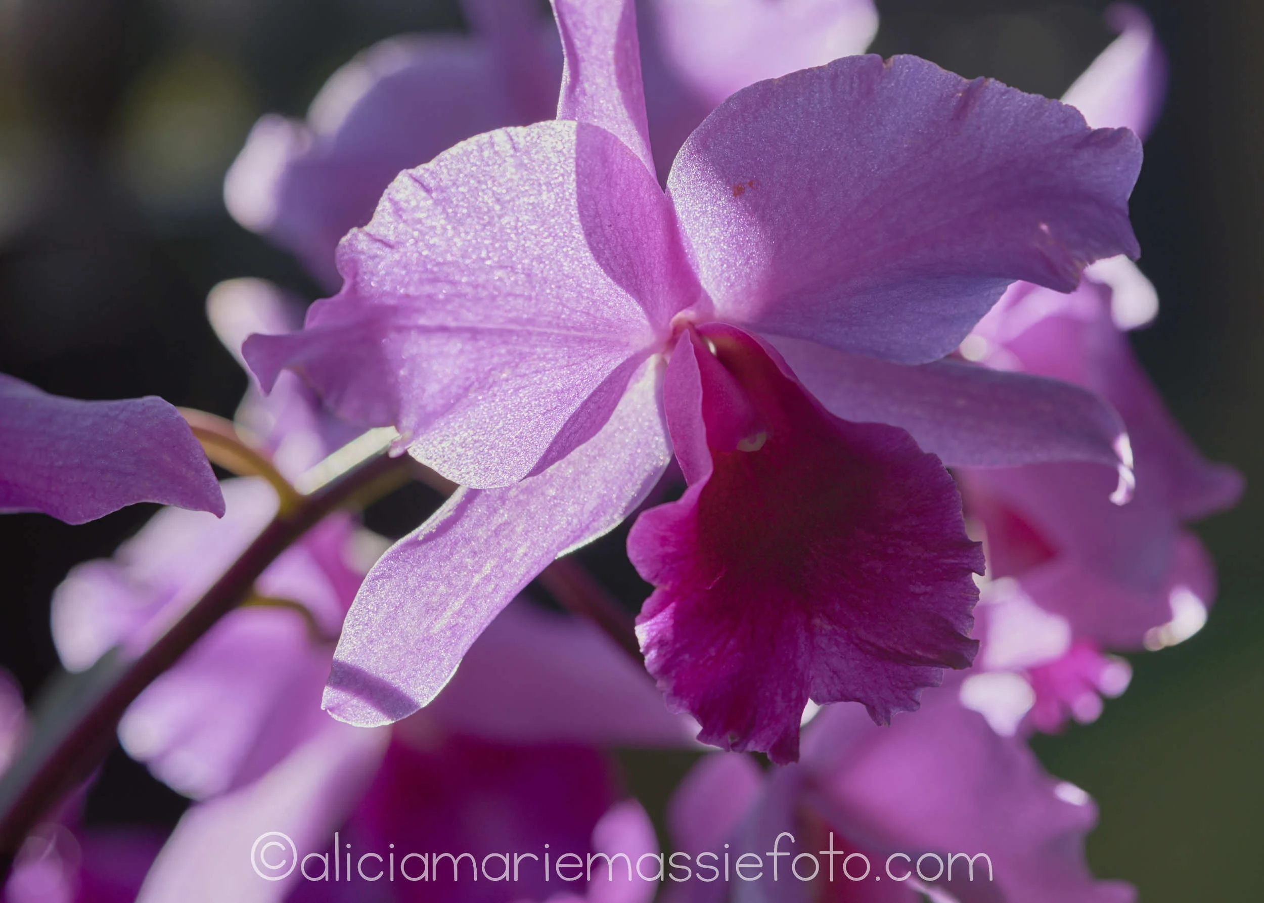  original photography by alicia marie massie, san diego california 