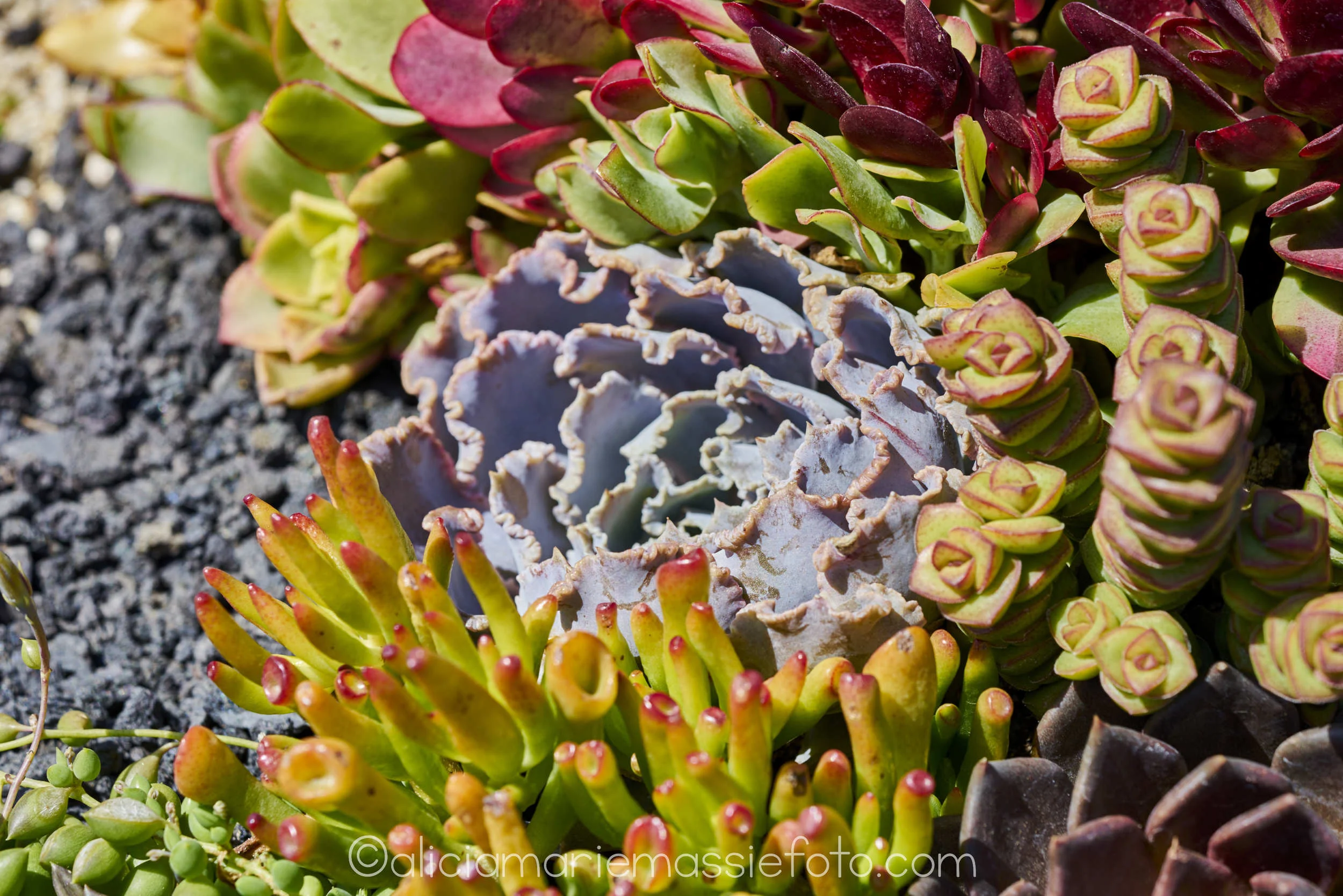 photography by alicia marie massie, san diego ca 