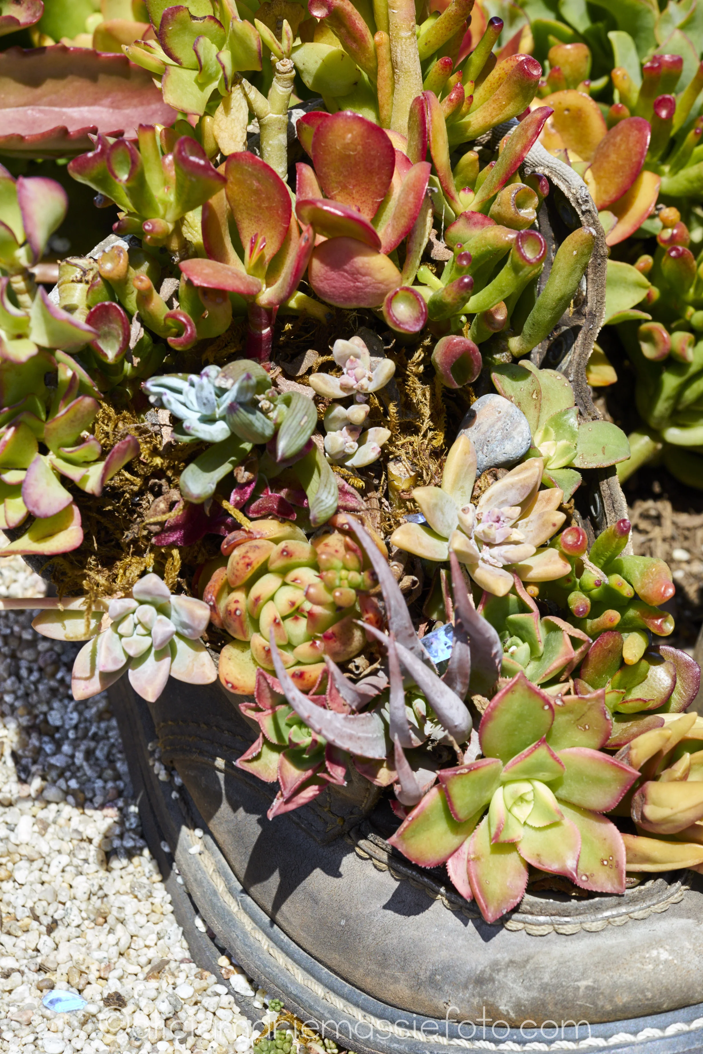  photography by alicia marie massie, san diego ca 