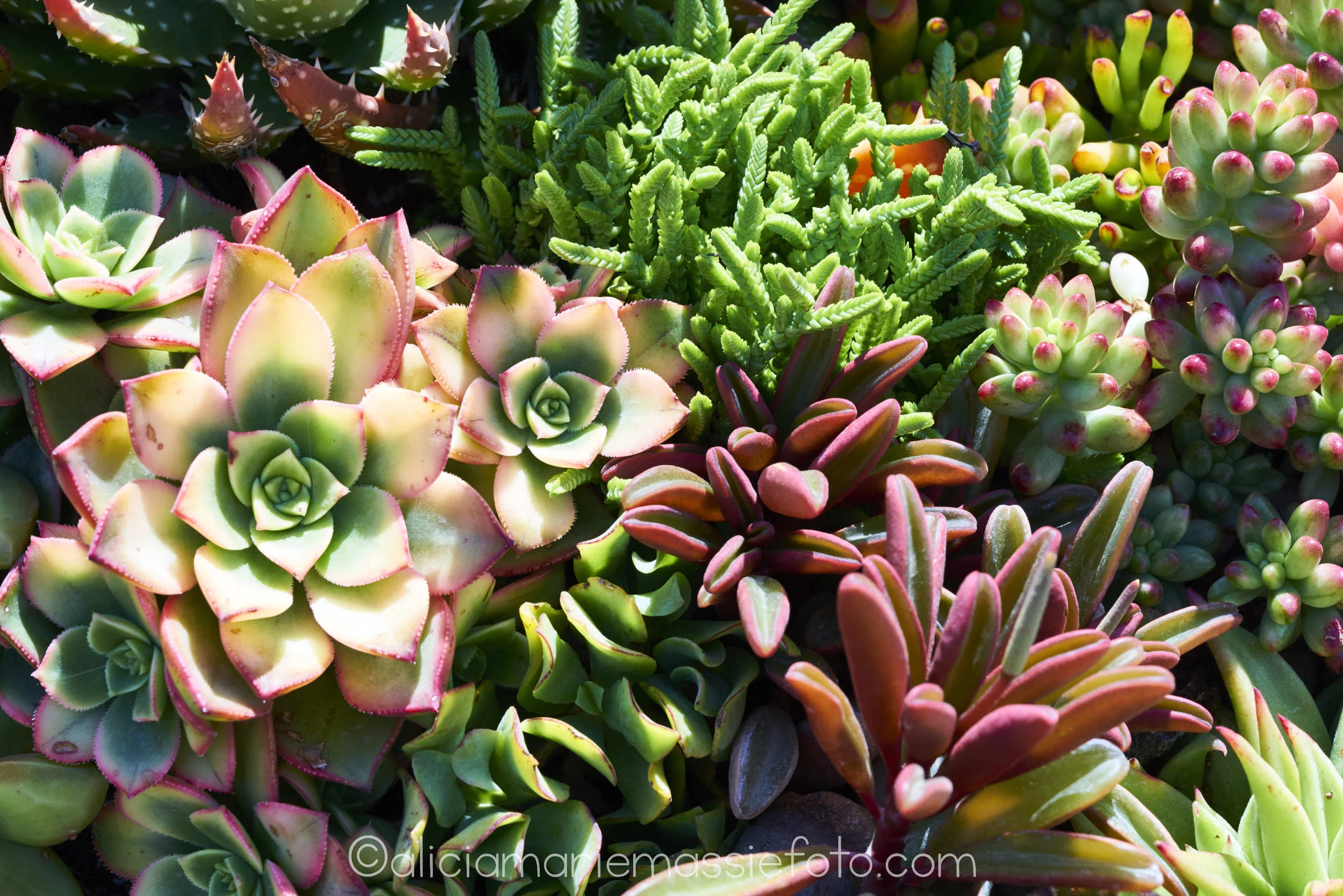 photography by alicia marie massie, san diego ca 