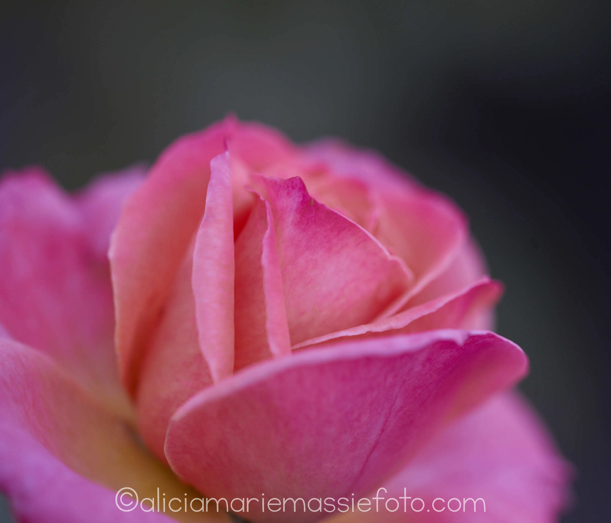  original photography by alicia marie massie, san diego california 
