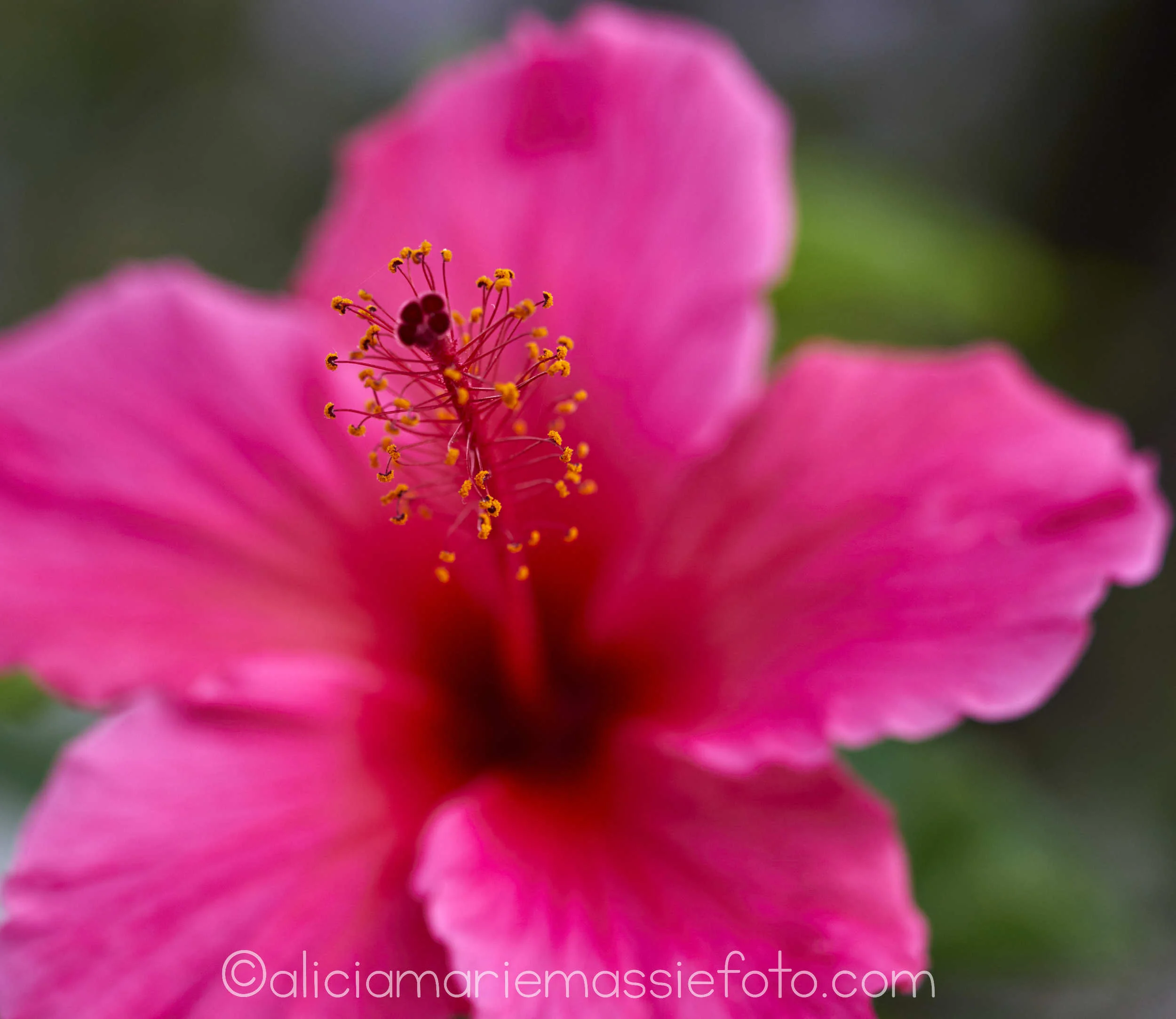  original photography by alicia marie massie, san diego california 