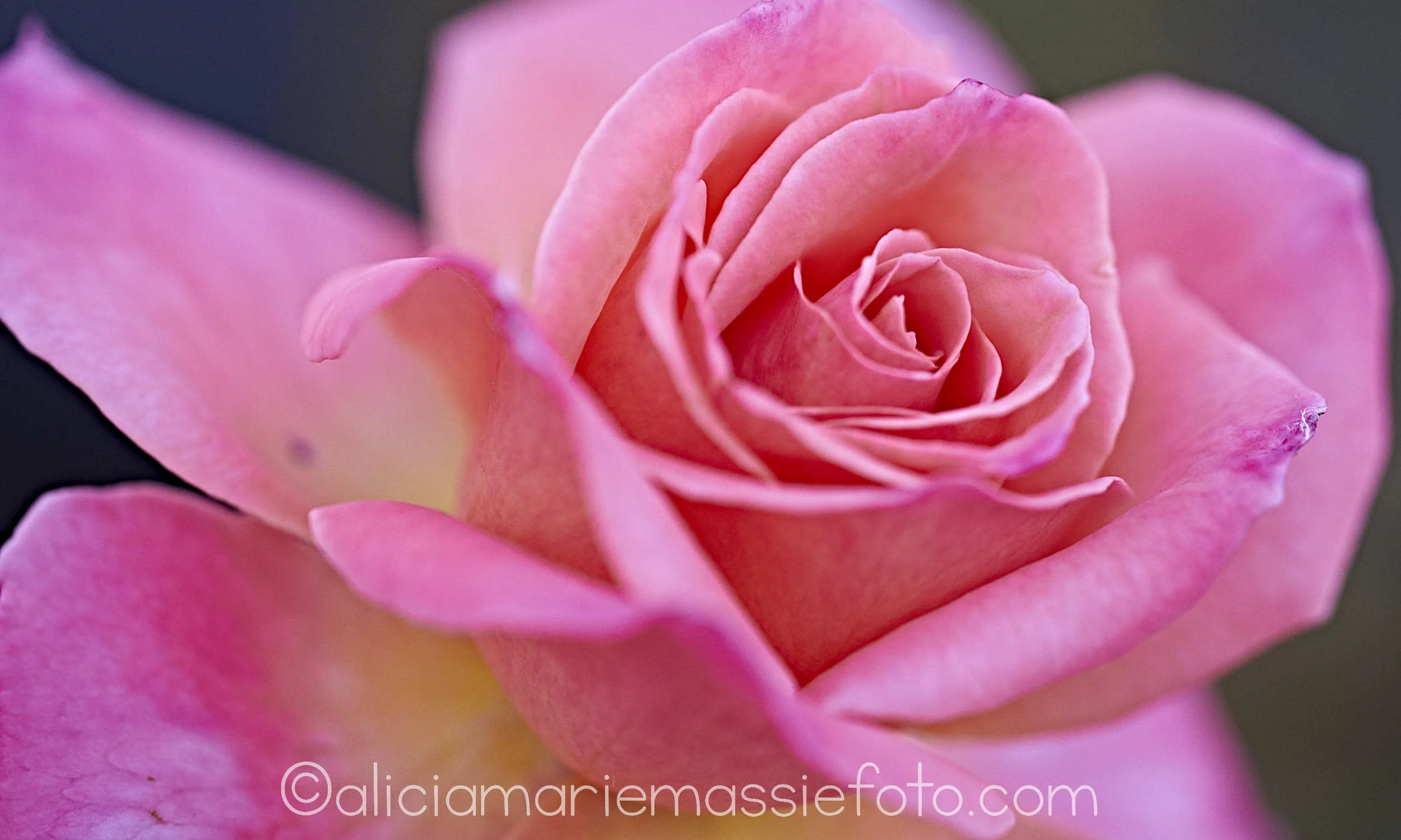  original photography by alicia marie massie, san diego california 