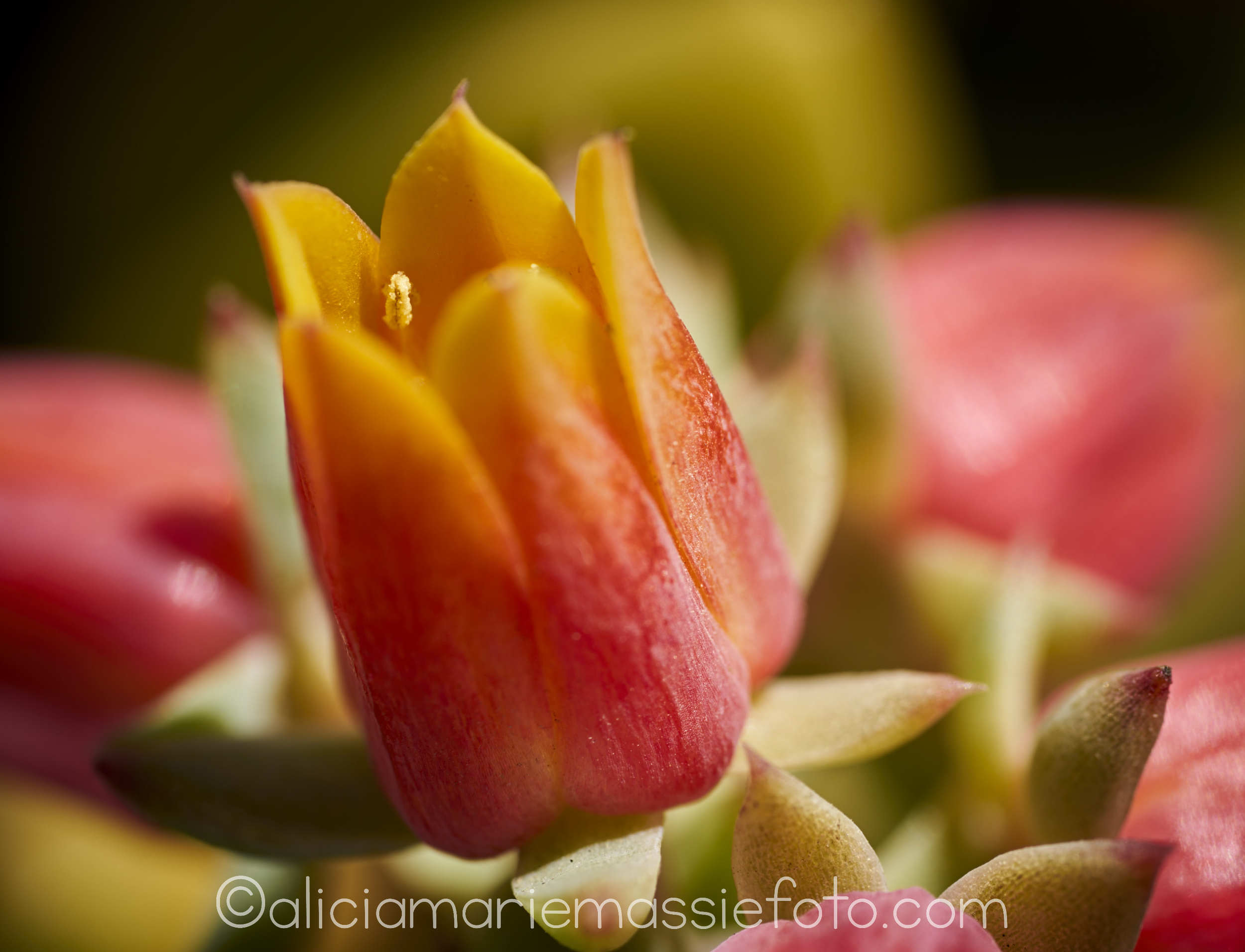  photography by alicia marie massie, san diego ca 