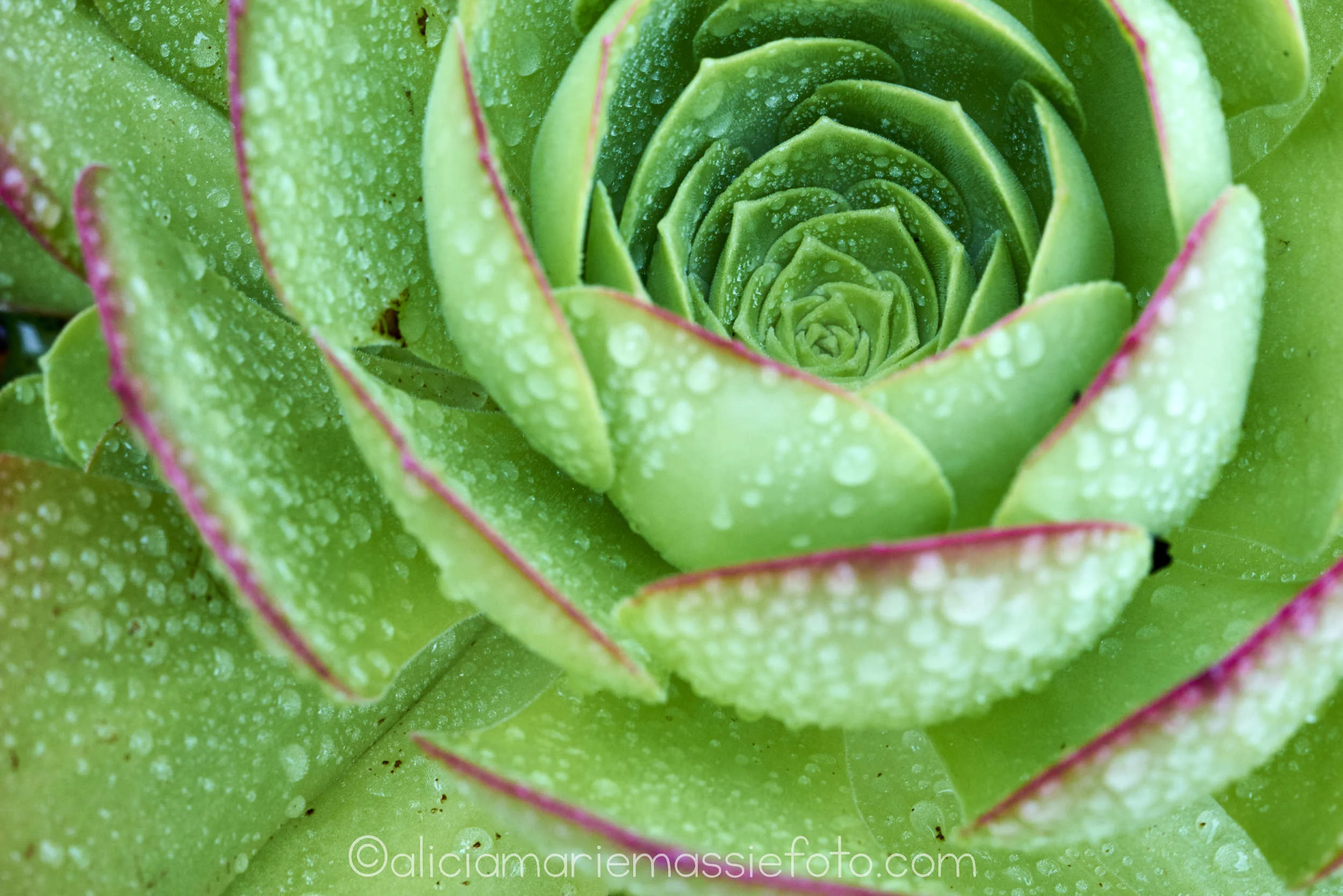  photography by alicia marie massie, san diego ca 
