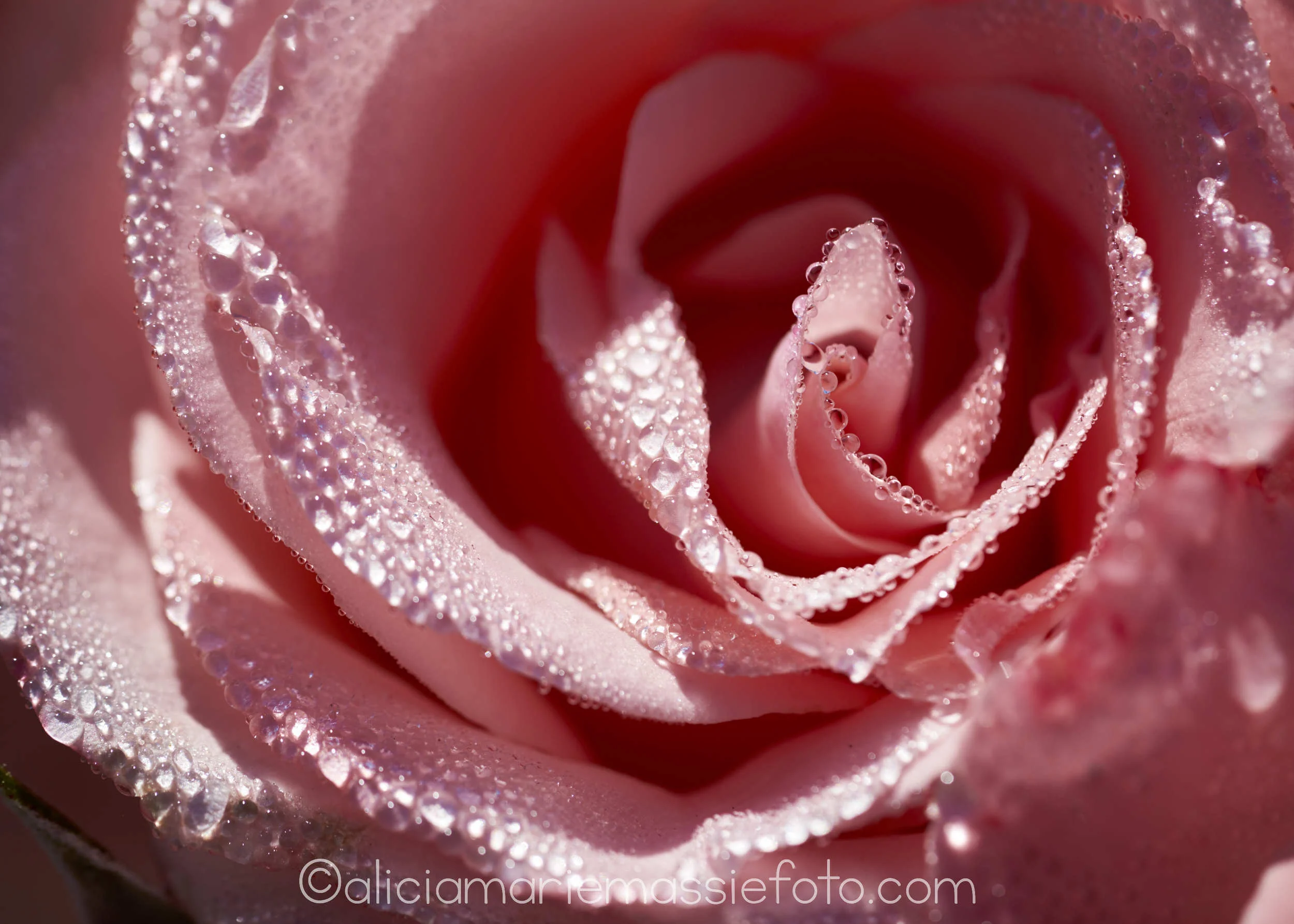  photography by alicia marie massie, san diego ca 