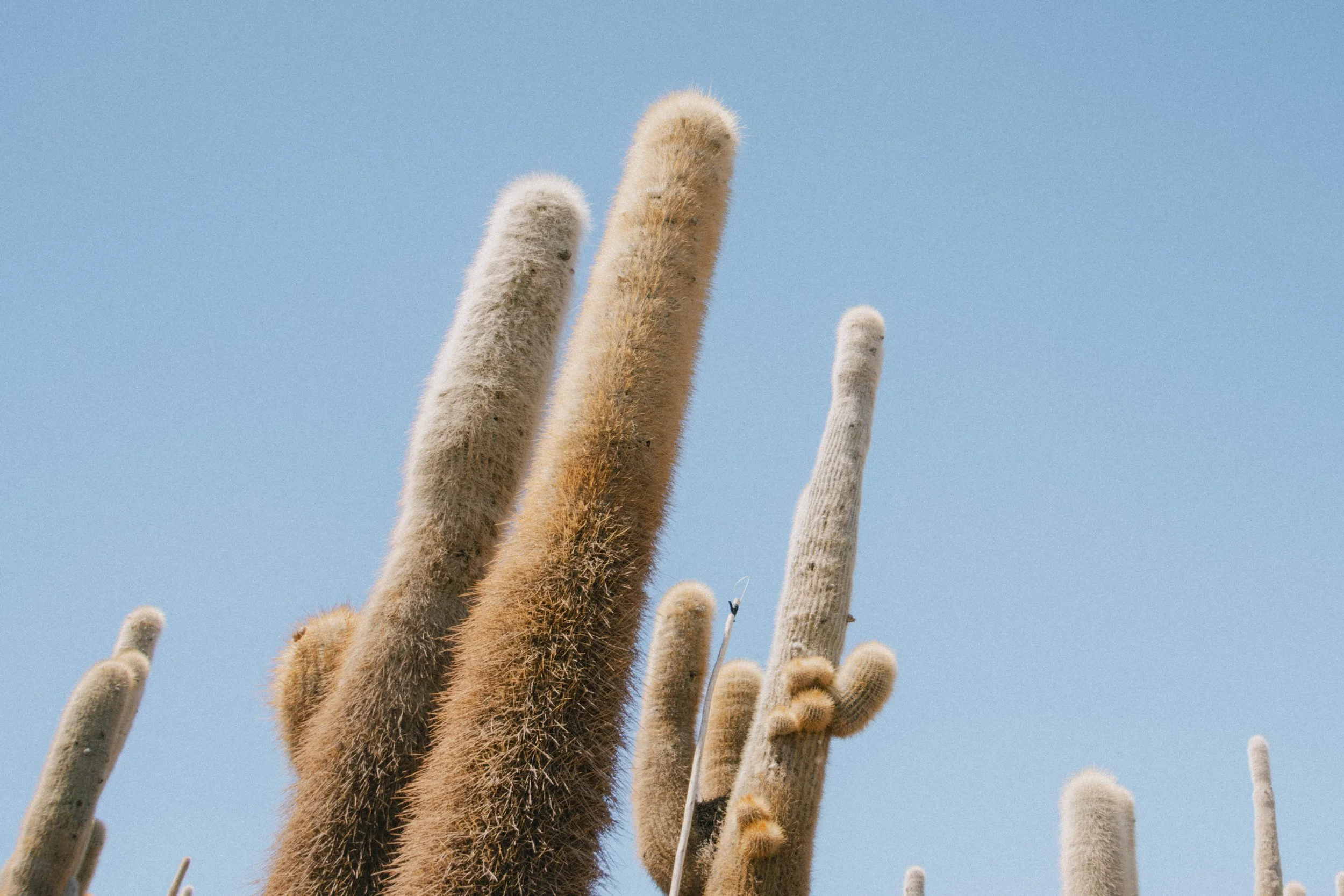 Close-up of tall, fuzzy cactus plants against a clear blue sky.