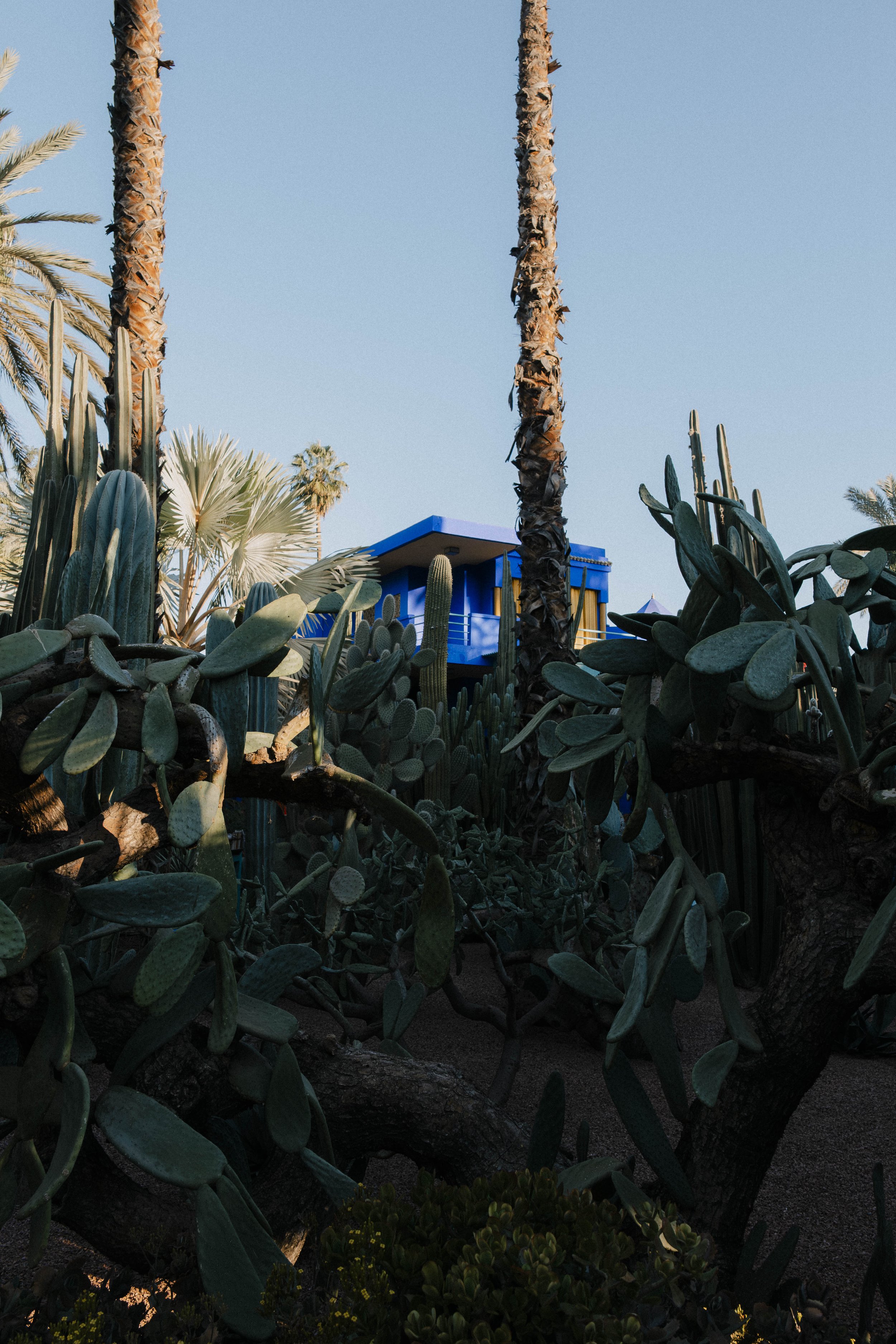 A house with a blue exterior and deck is visible above dense greenery of cacti and palm trees, under a clear blue sky.