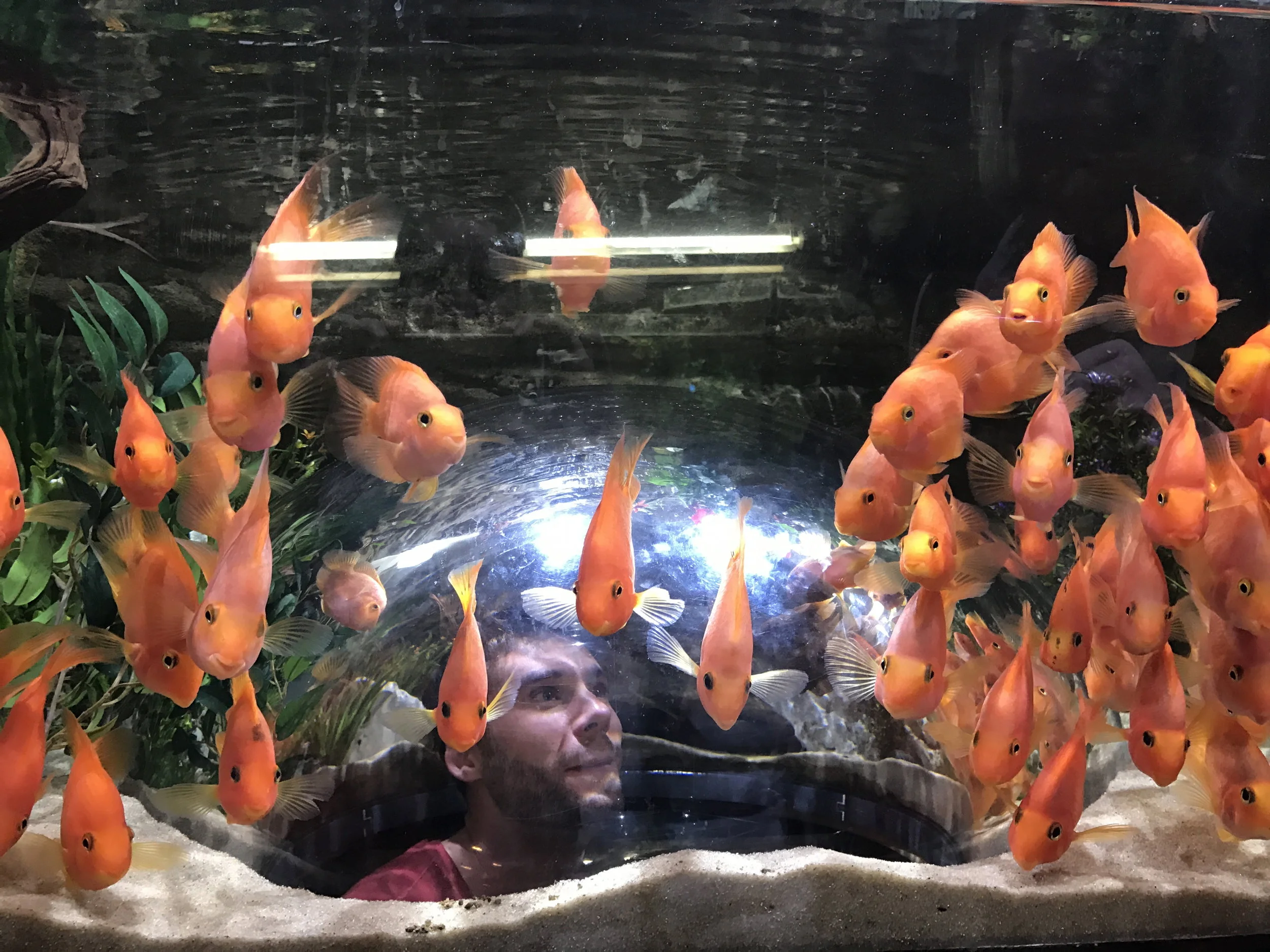 Austin isn't really known for their gallery scene .. we googled and found The Fish Gallery. excited we figured it was a bunch of fish paintings. It ended up being even better.. real fish! 
