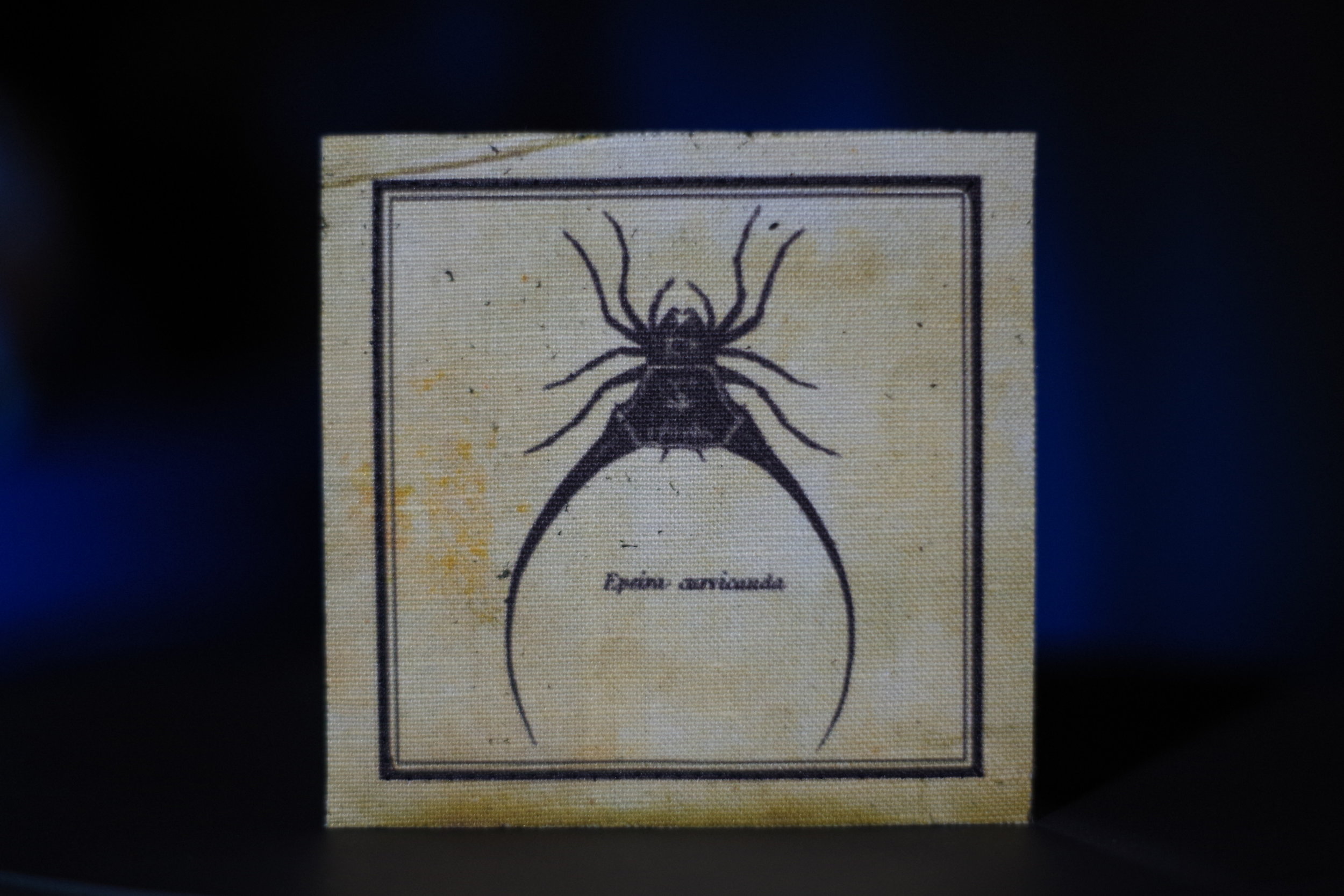 Arachonophile02.JPG