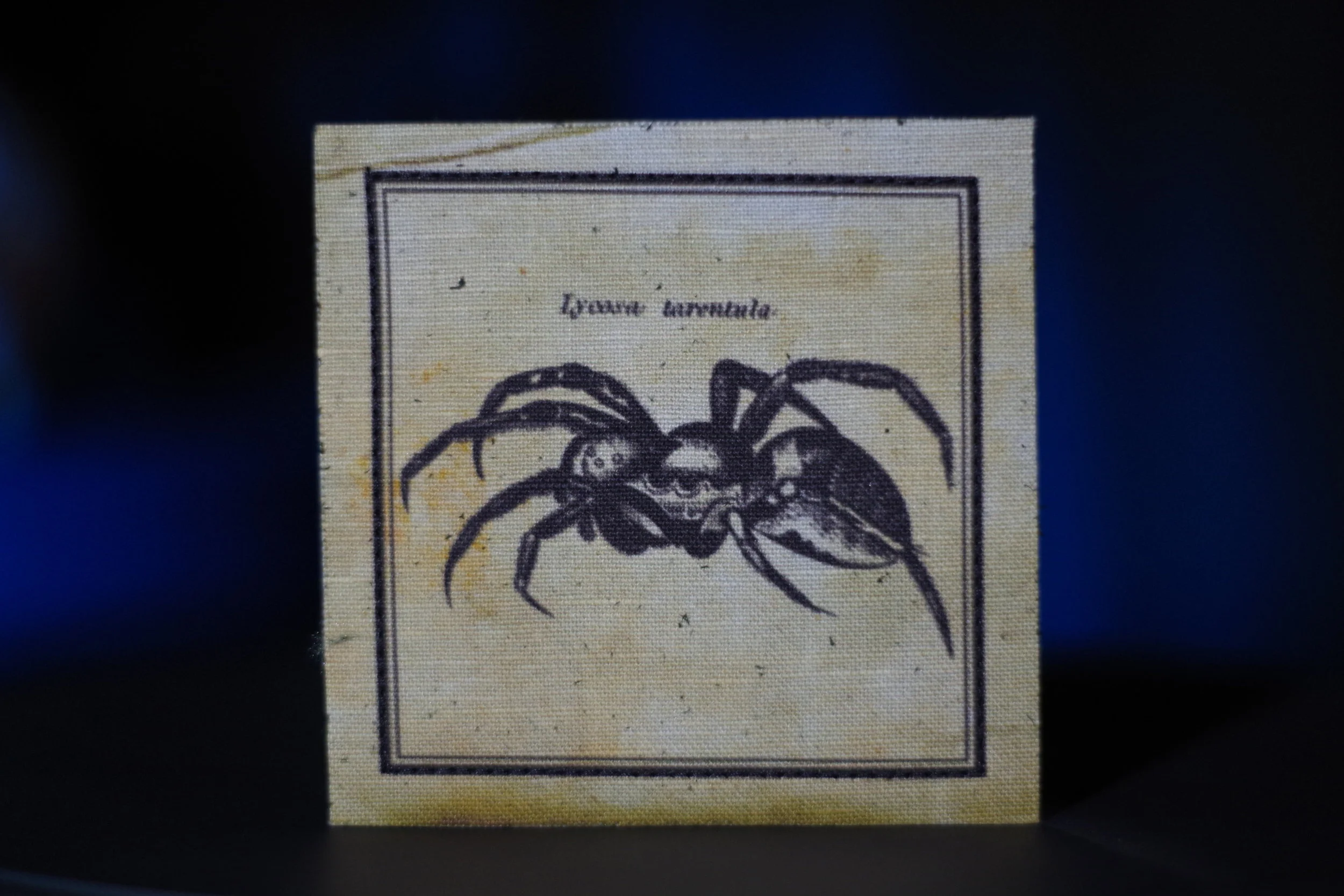 Arachonophile04.JPG