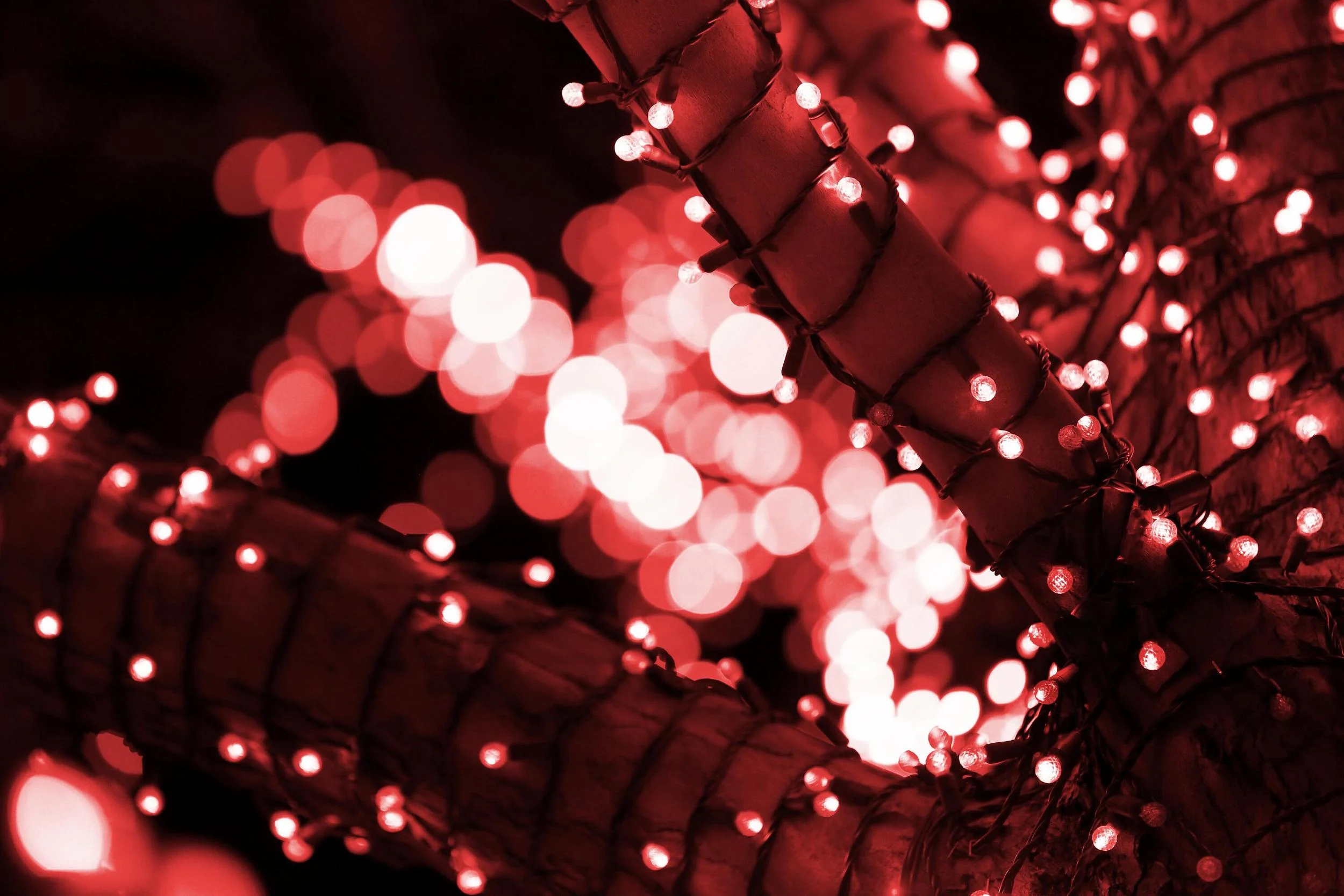 Holiday Lights