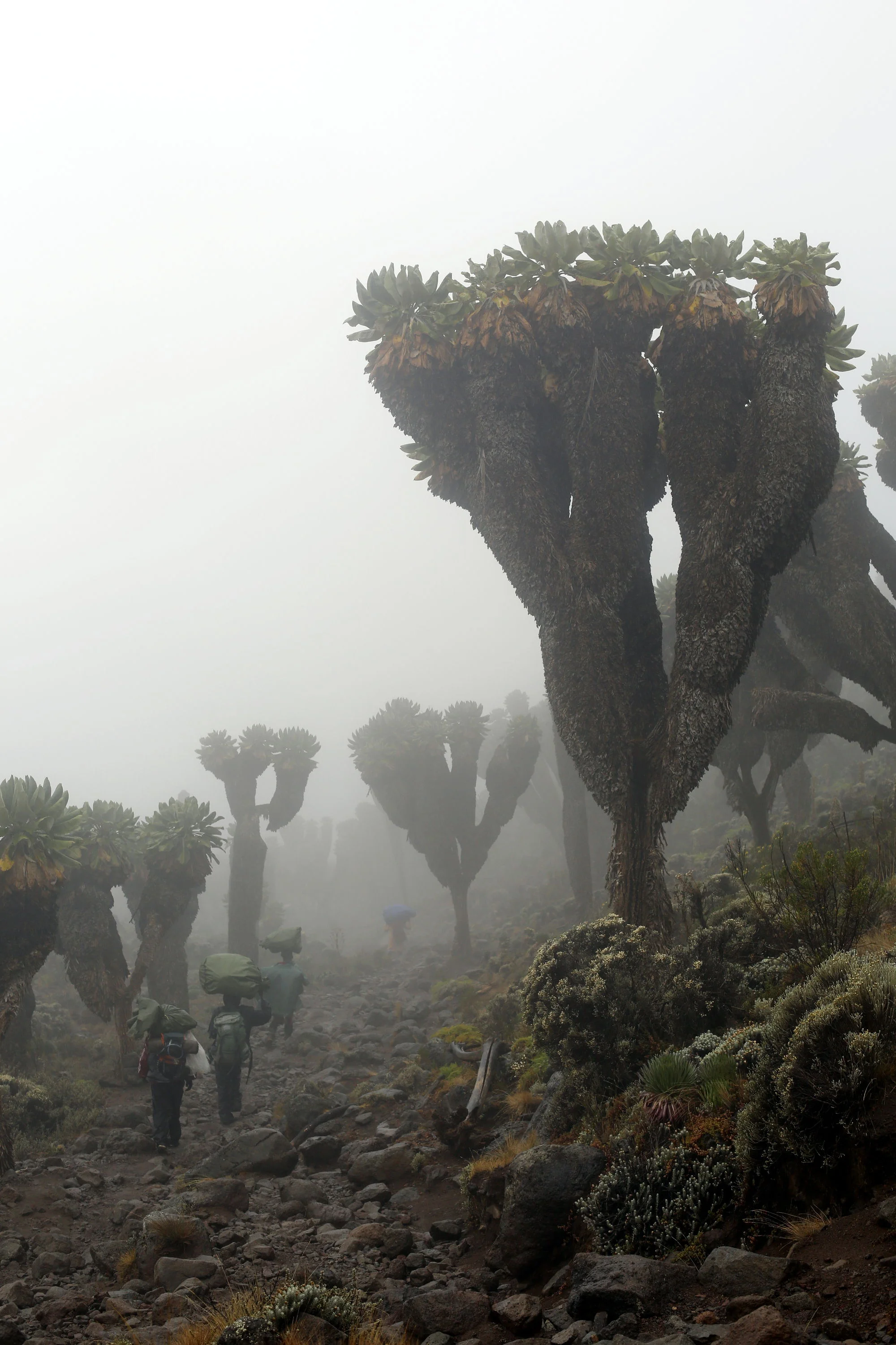 Giant Groundsels and Porters