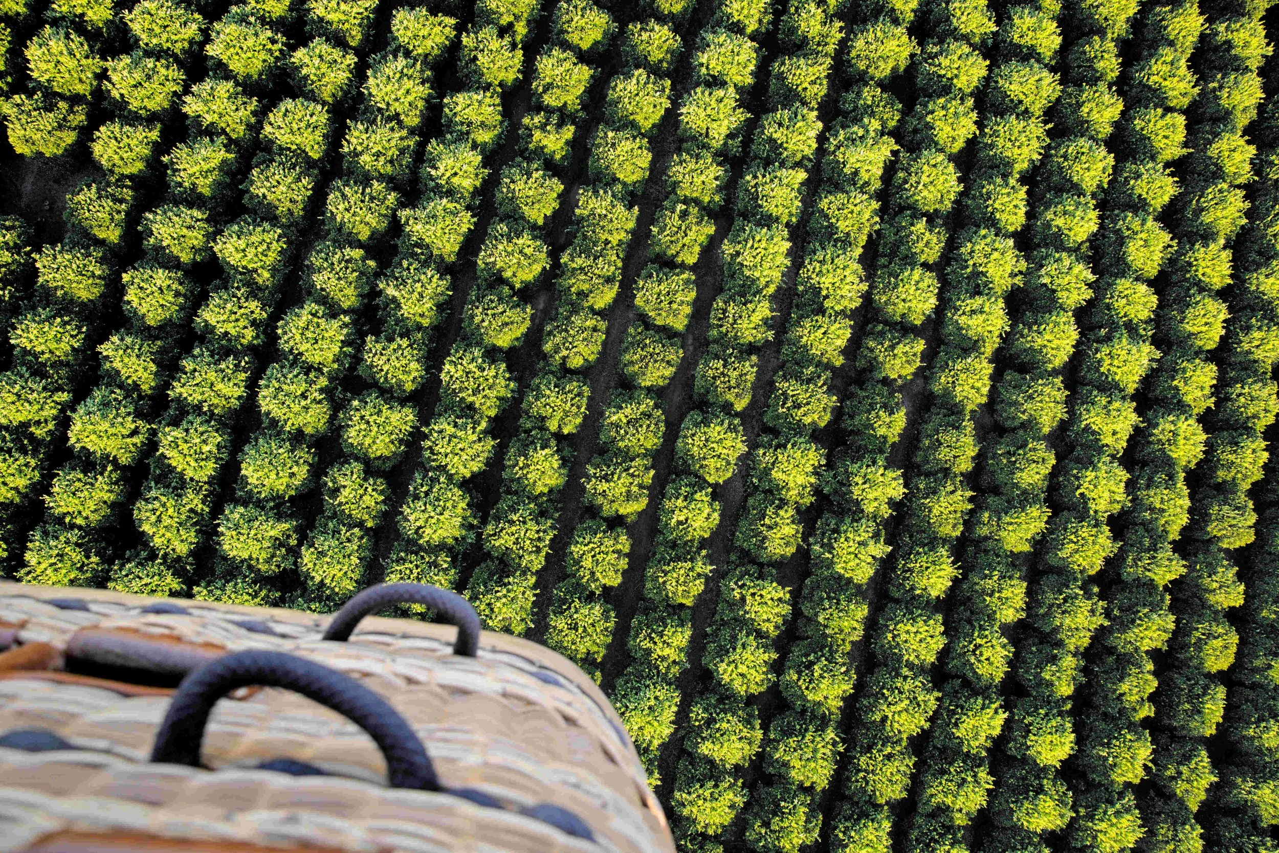 Hot Air Balloon Perspective (Copy)