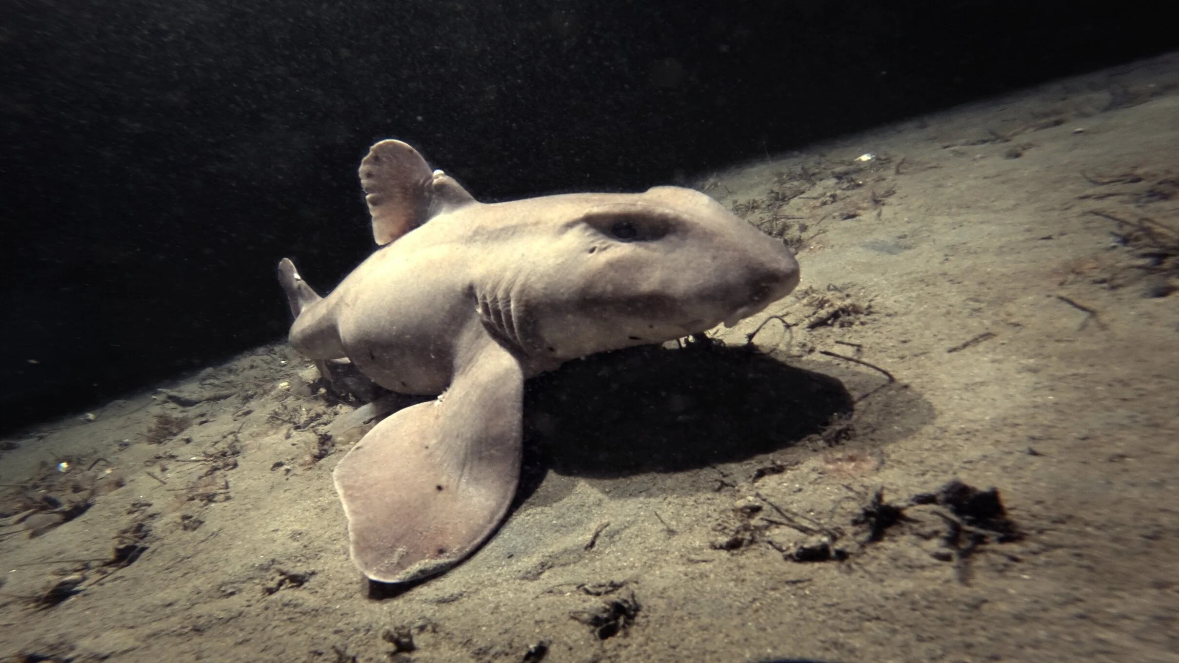 Horn Shark (Copy)