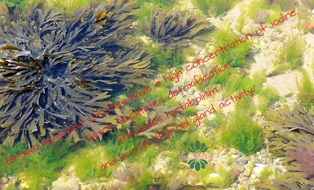 seaweeds.jpg