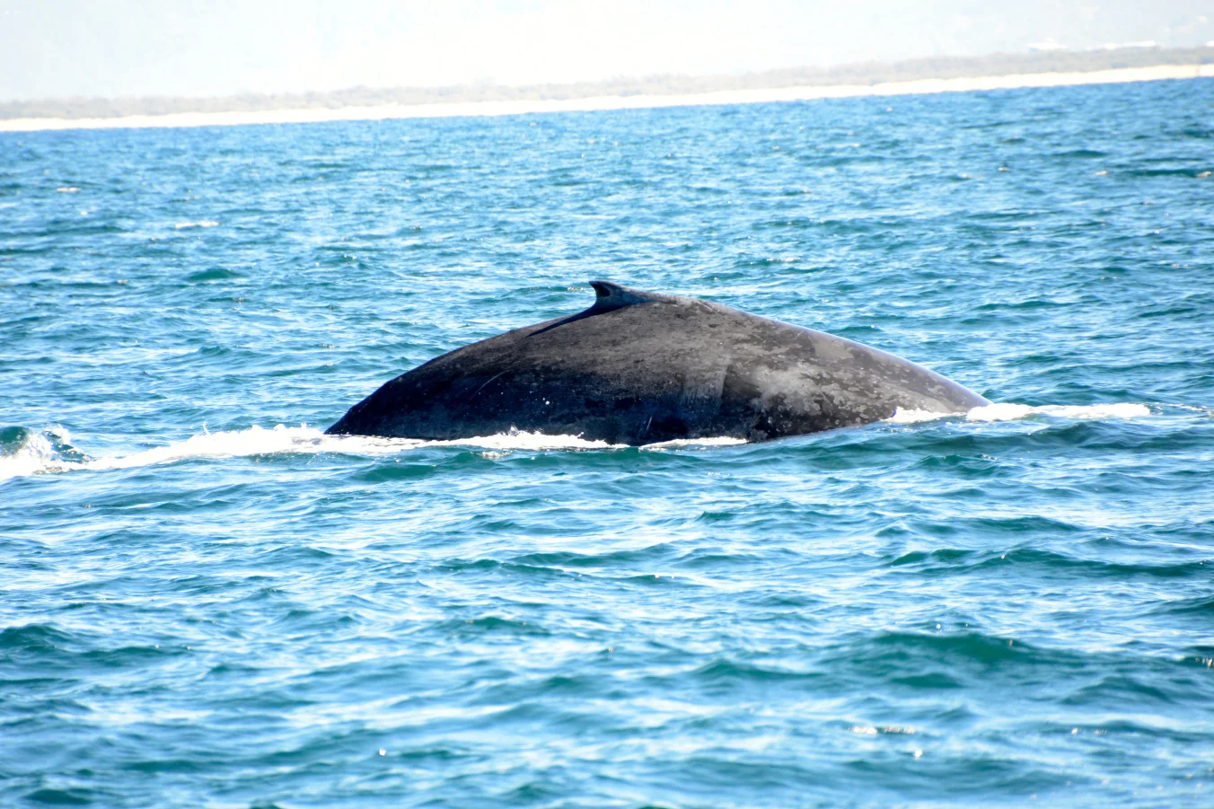 Whale Watching, Gold Coast, Queensland, Australia