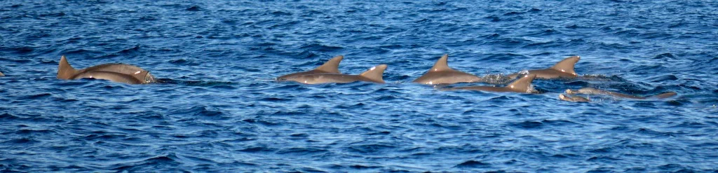 Gold Coast Dolphin Watching.jpg