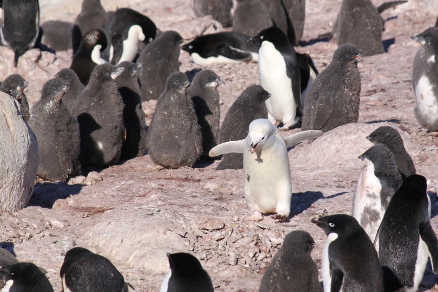 Leucistic Adelie Penguin, Gardner Island.jpg