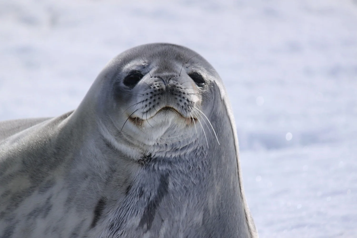 Weddell Seal, Mawson Station.jpg