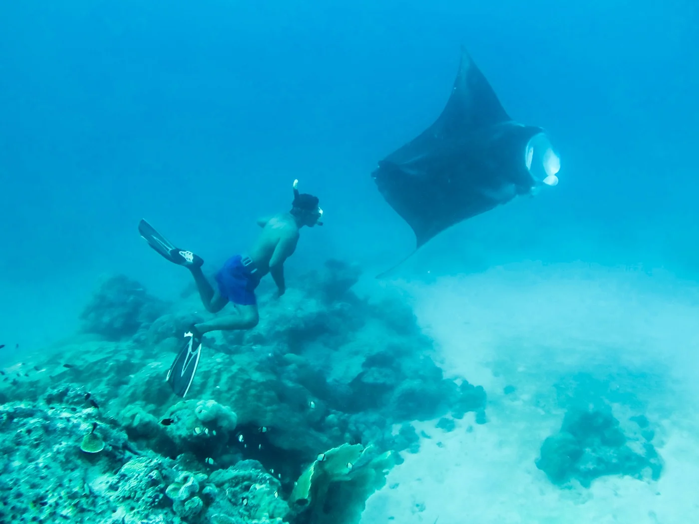 Solomon Islands diving Vernon Deck