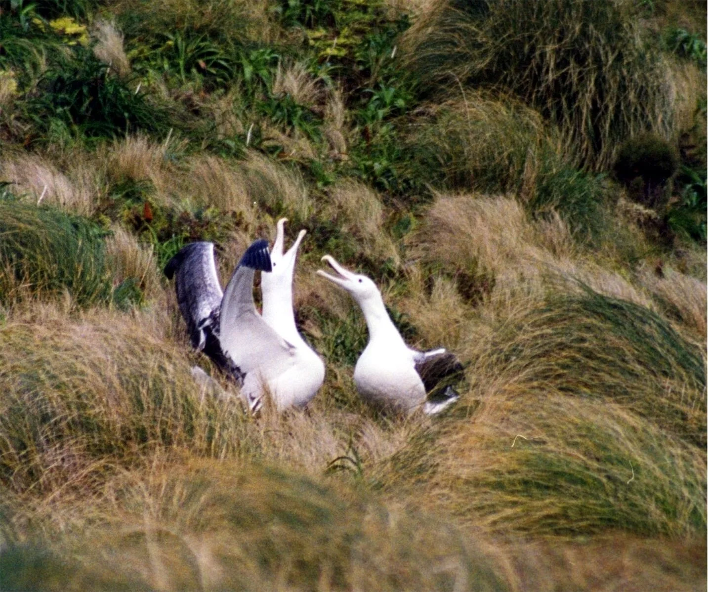 1433px-Pair_of_Southern_Royal_Albatrosses.jpg