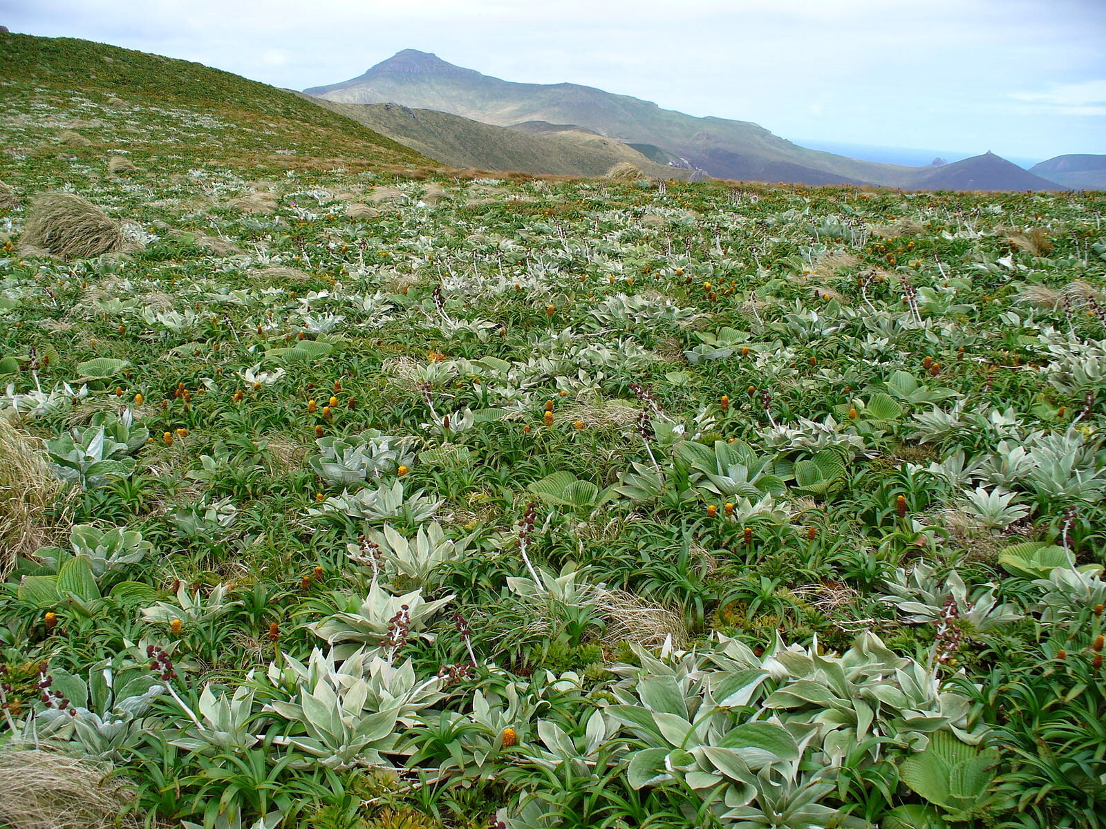 1600px-Campbell_Island_and_megaherbs.jpg