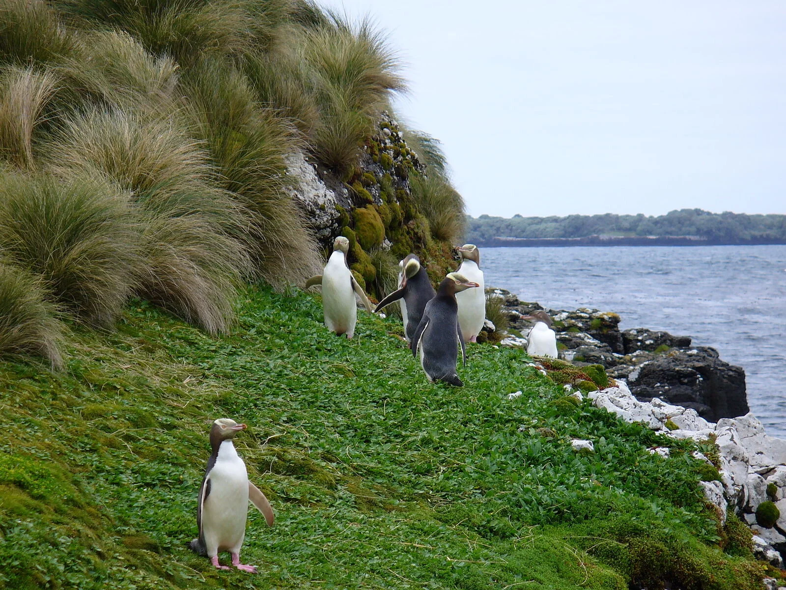 1600px-Yellow-eyed_Penguins_Auckland_Islands.jpg