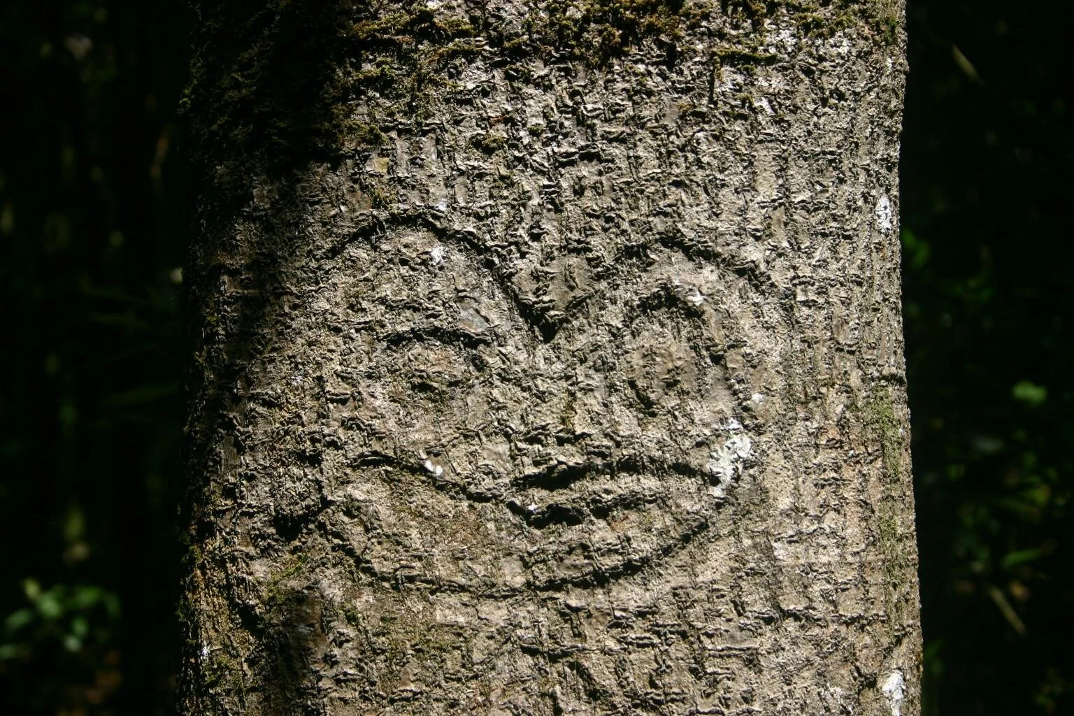 Chatham_Island_Tree_Carving.jpeg