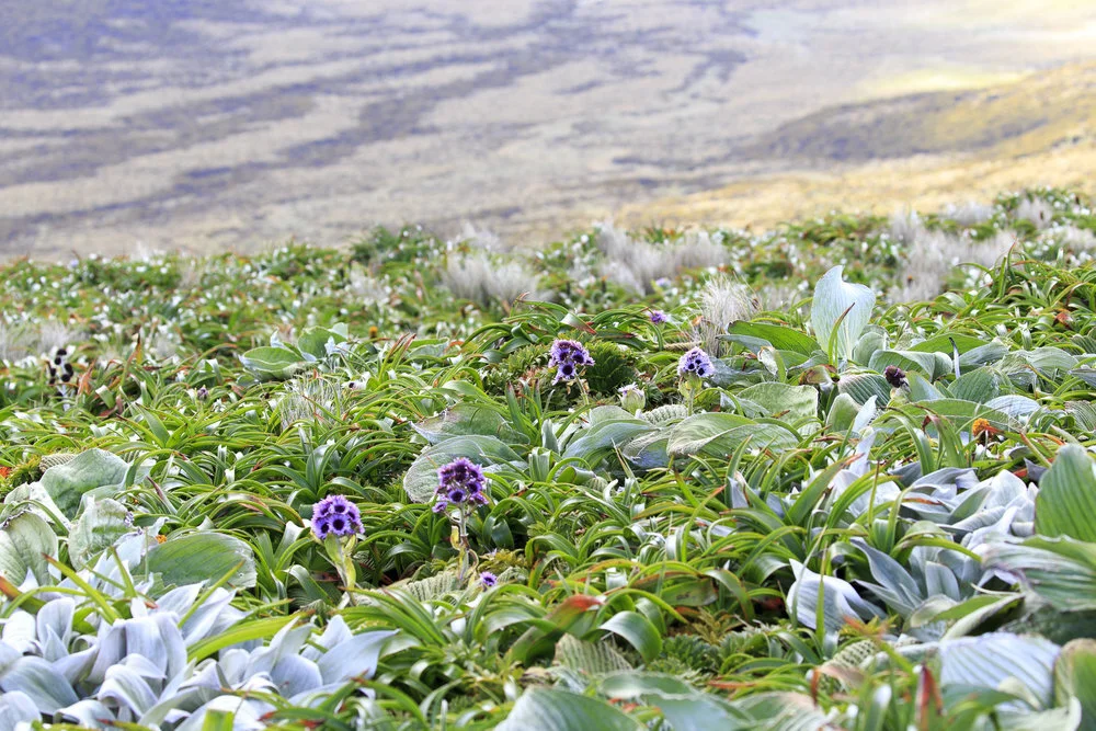 image-asset (1).jpeg