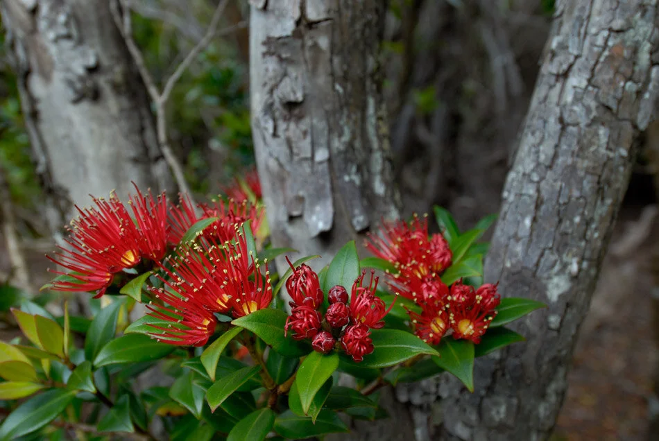 Southern-Rata-Auckland-Islands.jpg