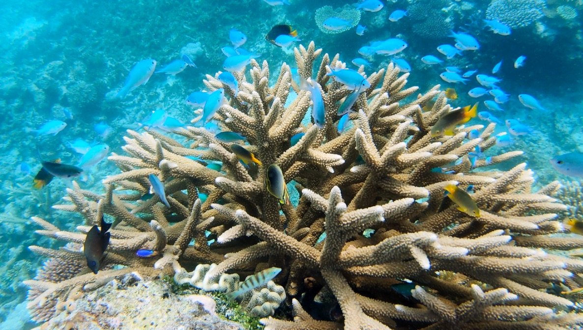 Snorkelling Yasawa Islands Fiji 06.jpg