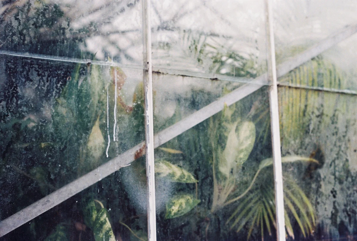 CORPSEFLOWER 3.jpg