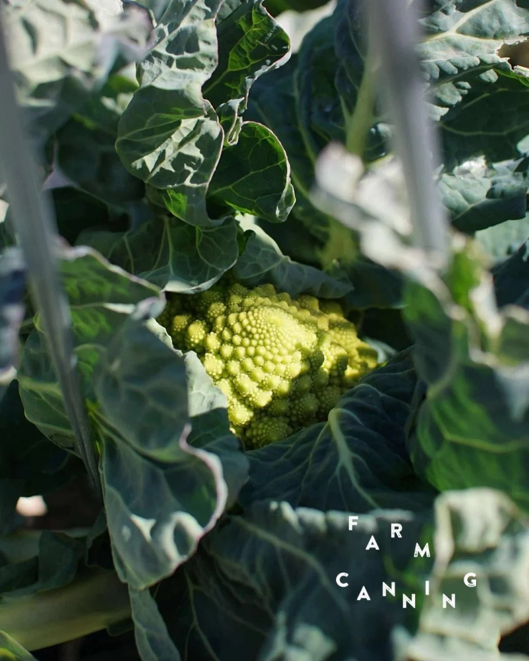 昨年から、ケータリングなどで
お野菜を使わせていただいている 
@tento_farm へお手伝いに行って来ました！
　
　
葉の奥で発見したロマネスコ。

ブロッコリーも、ケールも、 
寒さの中でぐっと甘みを蓄えています。

静かだけど、ちゃんと力強い冬の景色。

この畑の時間が、 
私たちのひと皿につながっています。