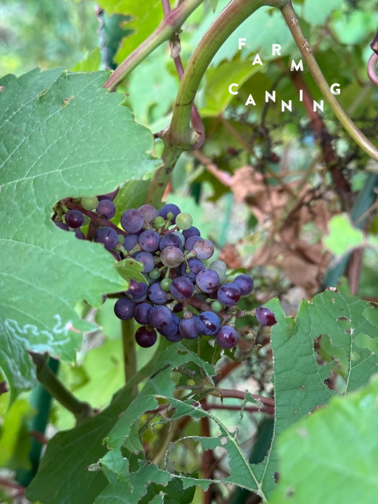 すべては、奇跡のぶどう「メイヴ」との出会いから

「すごいぶどうが発見されたらしい」 
そう知人に連れられて訪れた畑には前代未聞のぶどうがありました。 

南は沖縄、北は北海道のマイナス30度の過酷な気候でも耐え、 カビや病気にも強く、日本では難しいとされる薬剤の散布をしない栽培が可能。 
その上、成長率は通常の1.5倍という驚異的なポテンシャルを持つというのです。

それが神奈川県藤沢市で偶然発見されたぶどうの新品種「メイヴ（Maeve）」でした。
　
　
#畑のワインクラブ