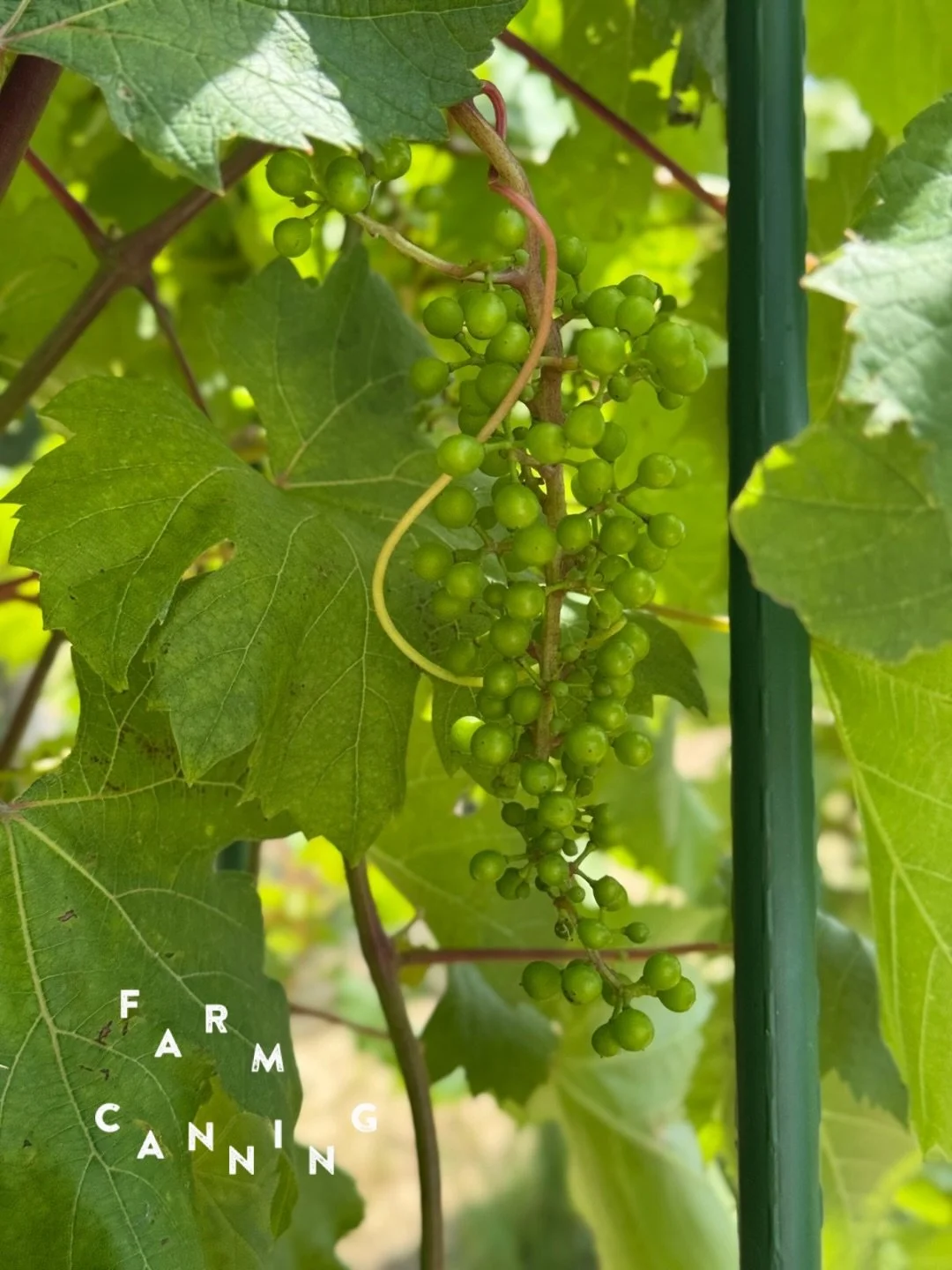 畑のワインクラブで大切にしていること❷

【奇跡のぶどう「メイヴ」を見守り、育み、自然を実感するひととき】

クラブの大きな特徴のひとつが、 奇跡の新品種ぶどう「メイヴ」を苗木から育てるプロセスに関われることです。

耕作放棄地の開墾からスタートし、まだ苗木を植えられる場所が残るまだ3年目の畑。
すでに育ったぶどう畑をみたことのある人はいるしれませんが、苗木からぶどうになるまでを見守れる畑はなかなかありません。

たくさんの作業があるわけではありません。
剪定、誘引、草管理、収穫&mdash;&