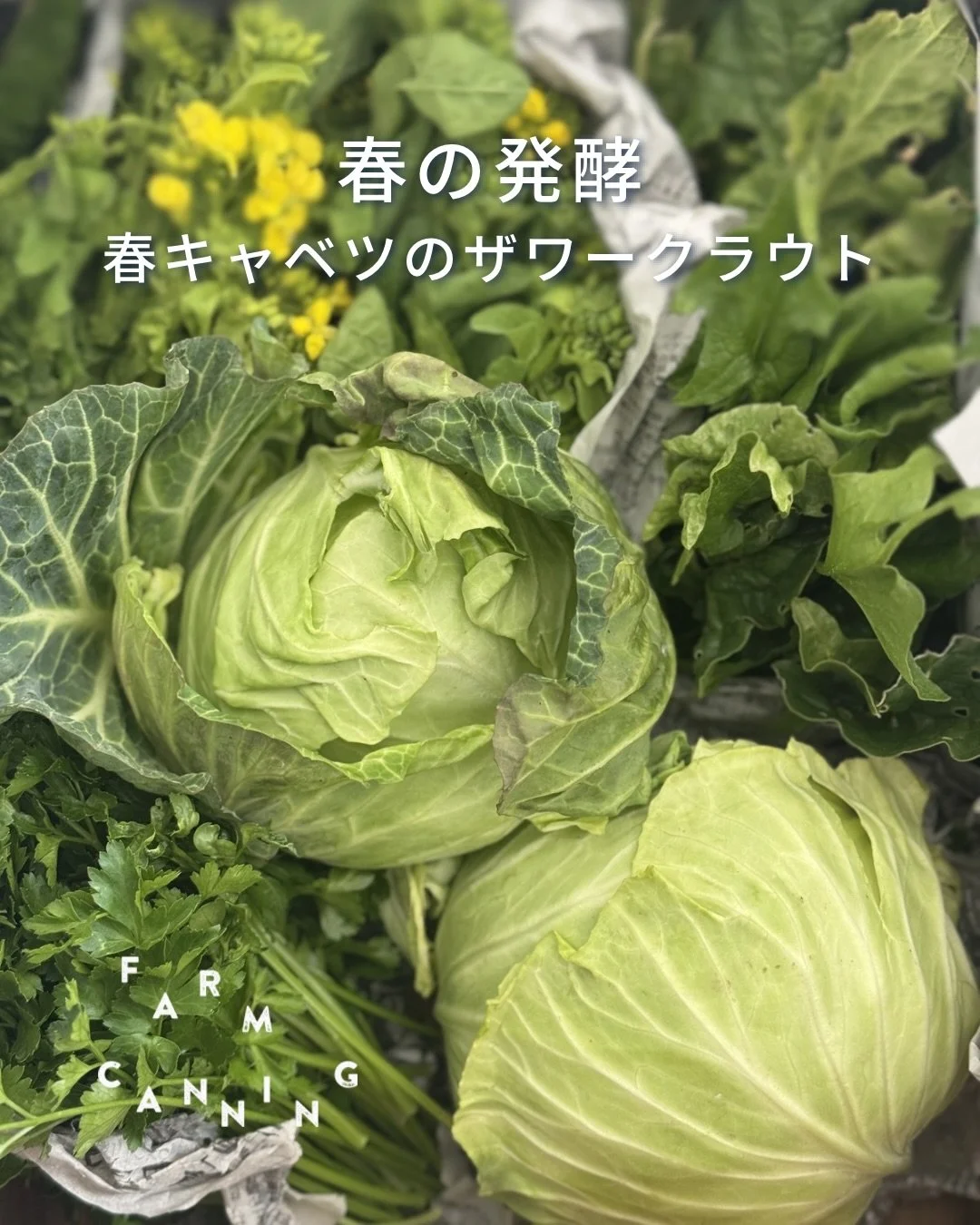 旬の春キャベツで作る、
シンプルな発酵保存食のザワークラウト

キャベツを塩で漬けて乳酸発酵させる、
ドイツの伝統的な保存食で、
名前はドイツ語で「酸っぱいキャベツ」という意味🇩🇪 

肉料理の付け合わせとしても定番で、
さっぱりした酸味が脂のある料理とよく合います。

材料はキャベツと塩だけ。

切って、塩をふって、揉んで、容器に入れるだけなので、
発酵がはじめての方にもおすすめのやさしい手仕事です。

暑い時期は塩を少し多めにしたり、
スパイスを加えたりするのも◎ 

少し残して次の仕込