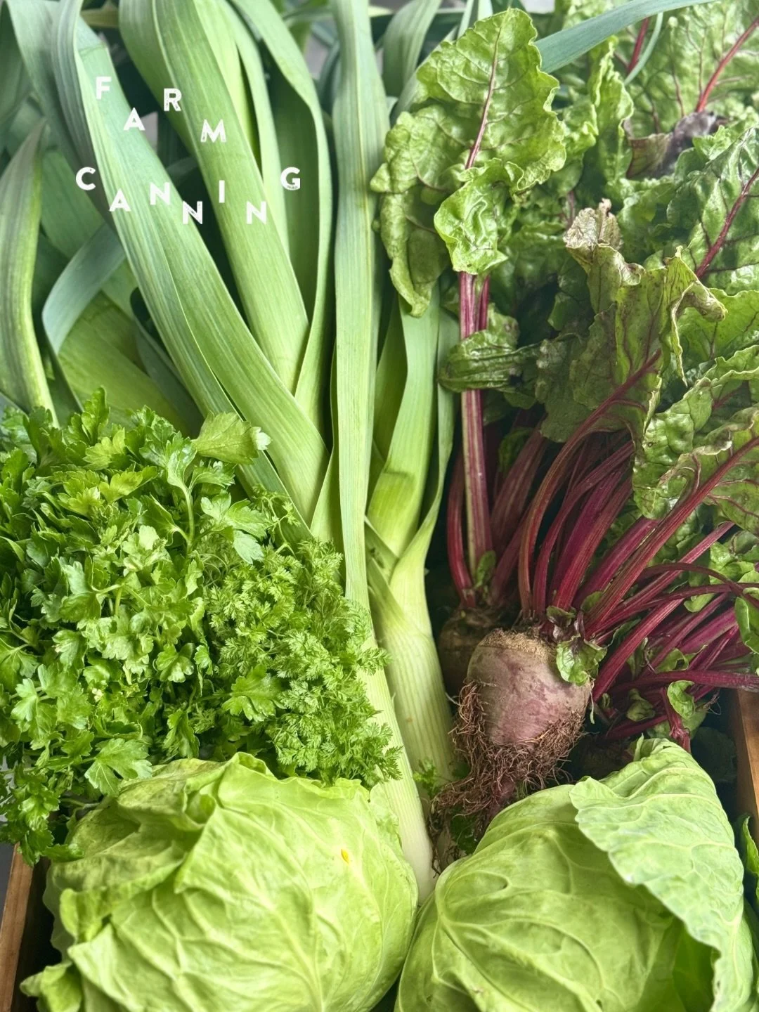 ケータリング用にお願いしていたお野菜が
@sho__farm から届きました。

1番に目に入ったのは葉っぱまでつやつやとしたビーツ！

この美しい色とやさしい甘みをそのまま活かして、
ミニカップケーキに仕立てました。

ひとつひとつ焼き上げて、全部で180個。
鮮やかな色合いは着色ではなく、ビーツそのものの色です。

わたしたちのケータリングでは、
こうして届いた食材の状態や魅力を見ながら
その会ごとのメニューを組み立てています。

季節の食材を、いちばん美味しいかたちで🧁