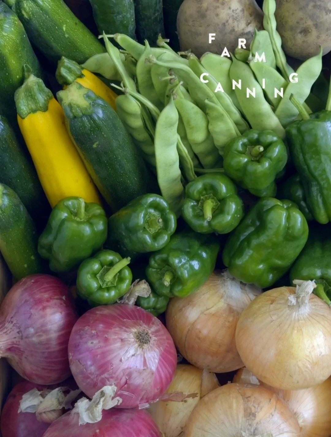 @kakiemonn_farm さんから、
みずみずしい旬の野菜が届きました！
　
　
製造過程で出たカラフルな野菜くずは、
@chiquititafarm のニワトリさんたちのごはんとして、
大切に活用しています。 
「もったいない」を「おいしい」へ。 そして、その先のいのちへ。
そんな小さな循環を、これからも大切にしていきます。