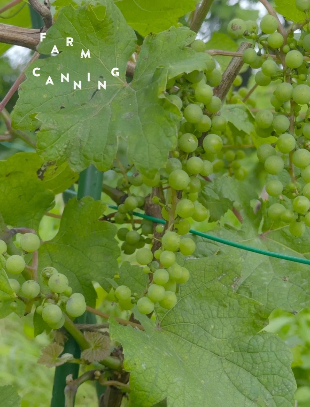畑のワインクラブの畑へお世話へ行ってきました🍇

畑に着くと、一面に広がる草の海&hellip;！
約2時間、ひたすら黙々と草刈りをしてきました。

手を動かしながら過ごす時間は大変だけれど、少しずつ畑がきれいになっていく景色は、やっぱり気持ちがいいです！

そして野菜畑エリアでは、夏の実りも続々と。

ピーマン、白ナス、トマト、落花生、かぼちゃ、唐辛子、ハーブなど、太陽をたっぷり浴びた野菜たちが元気に育っていました。

畑のワインクラブ0期、1期のみなさんもまたぜひ遊びに来てくださいね！
あ