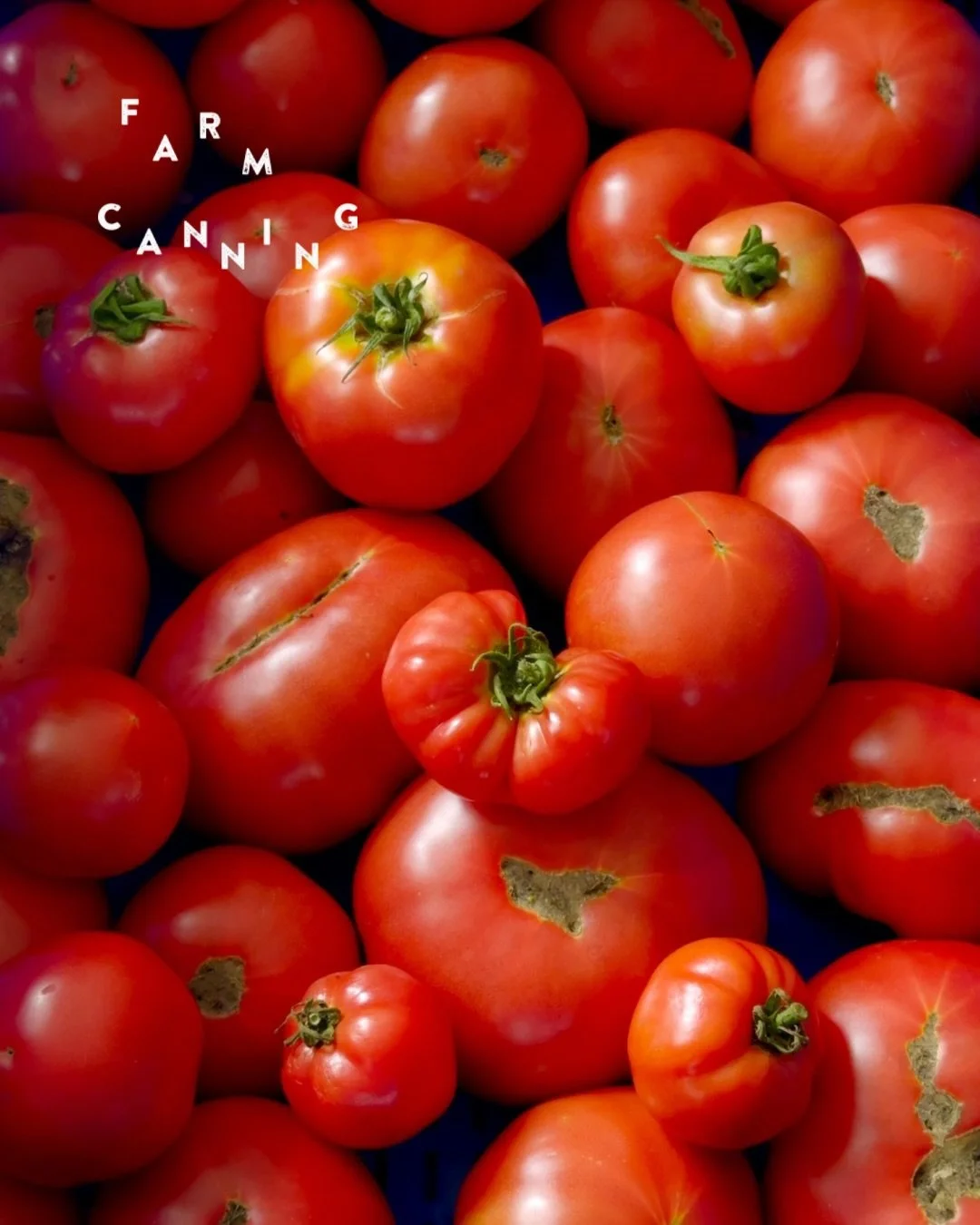 ＼今年もできました／
夏季限定　ベジバーニャ トマト🍅

今年も @sho__farm のトマトで作りました。

太陽をたっぷり浴びたトマトの旨みと爽やかな酸味が詰まっています！

ドレッシングとしてお野菜にかけるもよし、
そうめんやパスタに和えるもよし！

近日中に販売開始します。
お楽しみに〜！！

- - - - - - - - - - - - - - - - 

🥕畑のめぐみを、いつもの食卓へ。
オンラインショップは @farm_canning のリンクから。

LINE新規登録でク
