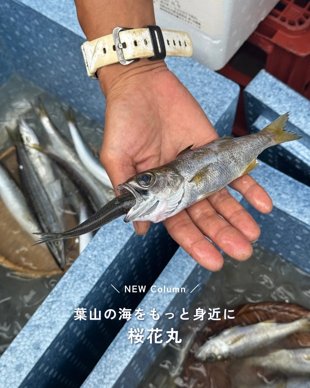 ファームキャニングは、畑や食を通じて「自然ともう一度つながる」きっかけをお届けしたいと考えています。

その想いを支えてくださっているのが、自然の循環を大切にしながら、農業や水産業、林業などに携わる生産者のみなさんです。

このコラムでは、私たちが出会ってきた生産者さんの想いやものづくり、そして自然との向き合い方をご紹介していきます。

私たちが惹かれた人や、その土地ならではの風景、ものづくりへの想いをお届けしながら、食と自然のつながりを感じていただけたら嬉しいです。

- - - - - - 