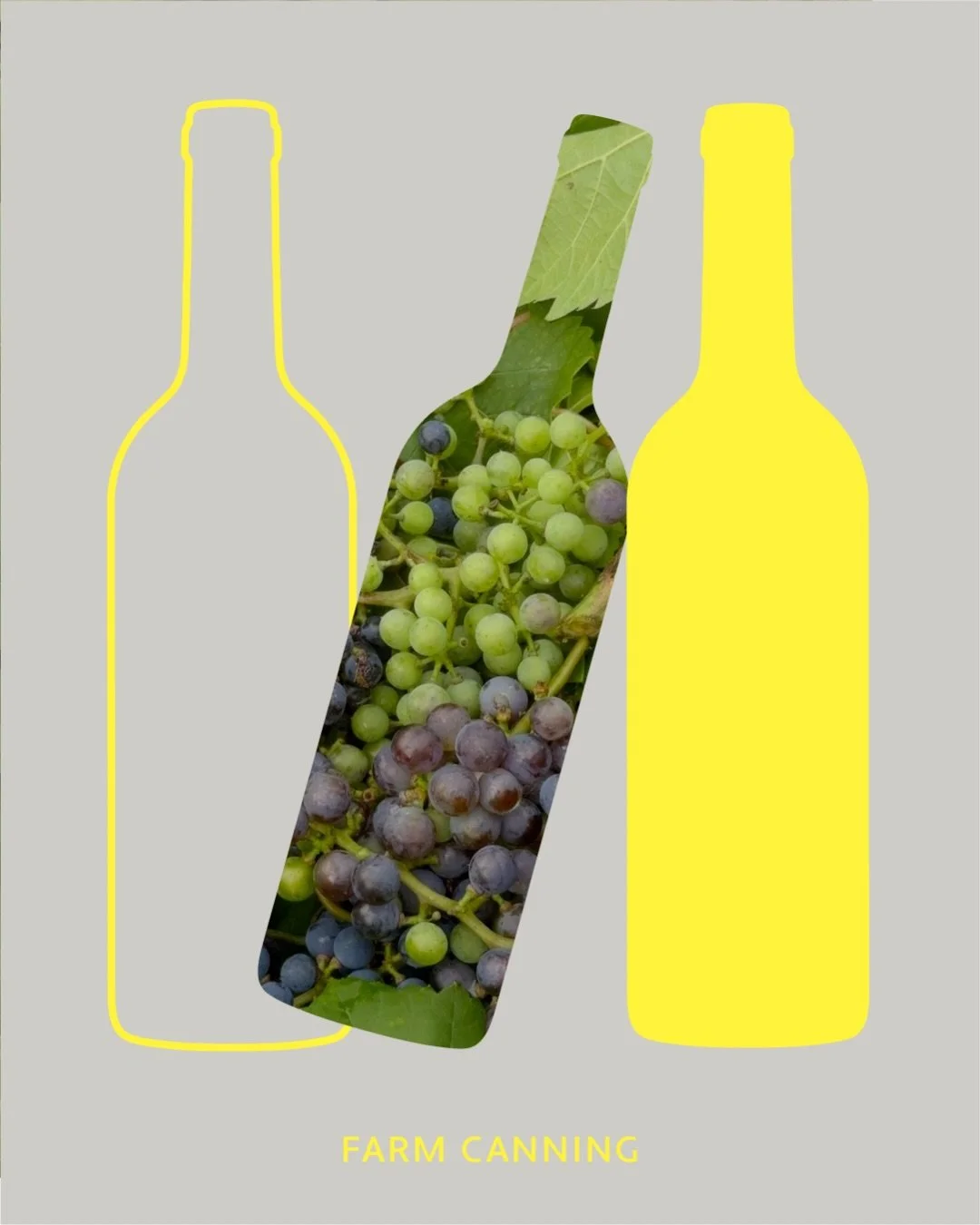 朝の畑へ🍇
畑のワインクラブで育てているワインぶどうのお世話に行ってきました。

ぶどうが元気に育つように、風通しを良くするため、生い茂った枝や葉っぱを思い切って剪定していきます。

そして、今季初収穫！！

まだほんの少しですが、実が色づき始めたぶどうを収穫できました。
収穫したぶどうは、畑のワインクラブのメンバーのみなさんと味見できるように冷凍保存しているので、楽しみにしていてくださいね！

こうして畑で汗を流し、一粒ずつ育っていくぶどうを見ていると、ワインになるその日がいつ来るのか？！ま