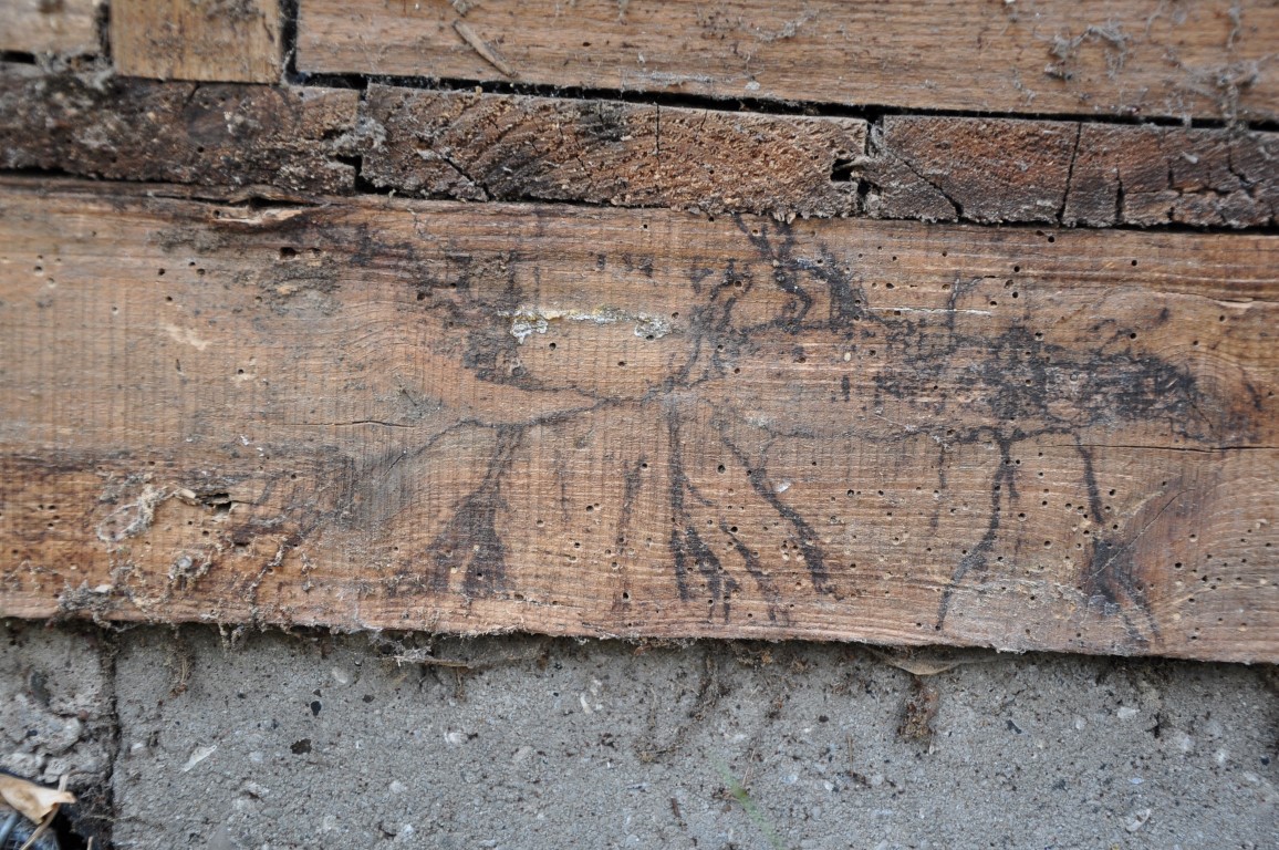 Svamp i træ